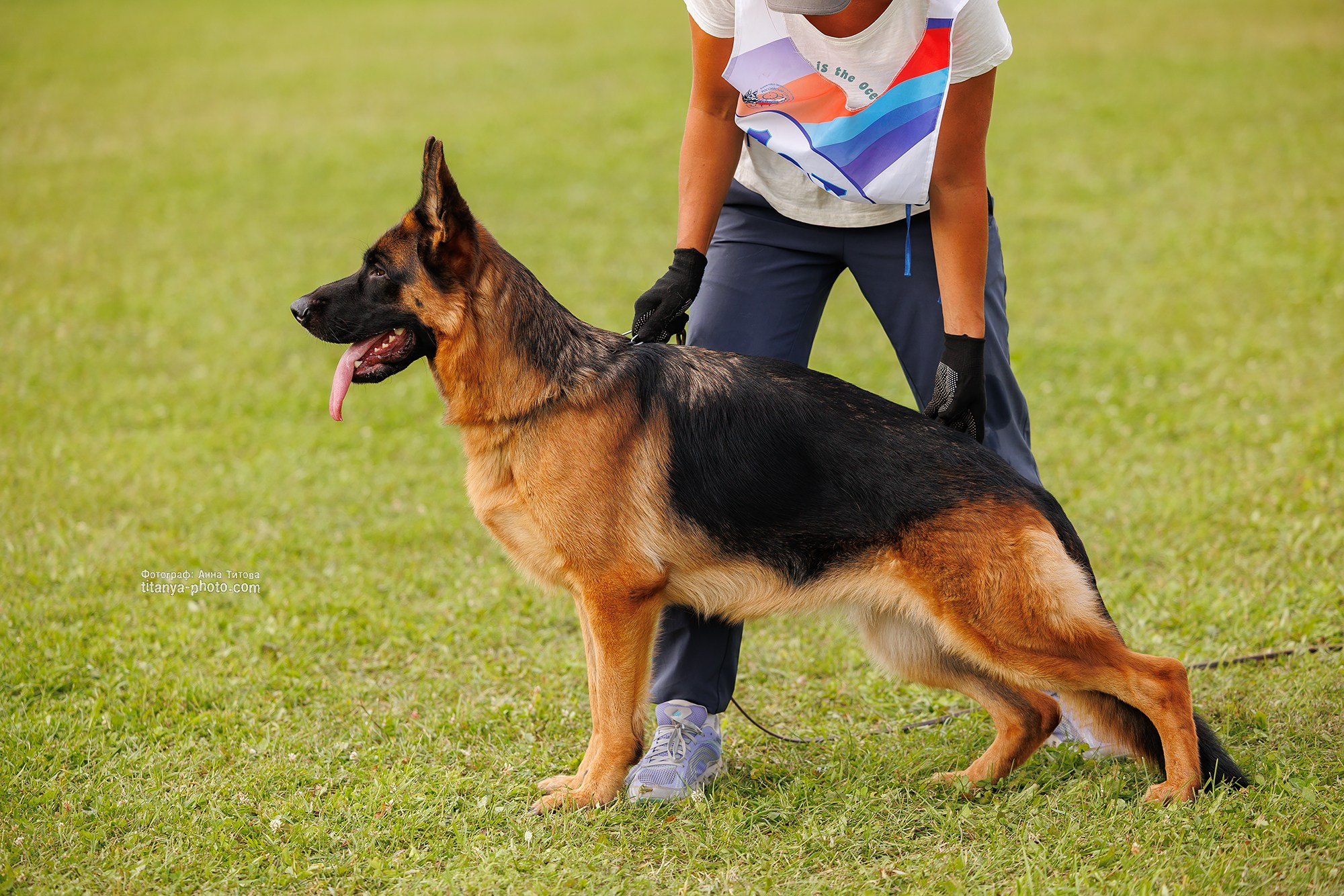Немецкие овчарки: фото из рингов и вне ринга, мутпроба (фотографии с выставок). Фотограф собак, фотограф-анималист Аня Титова (Titanya). Москва