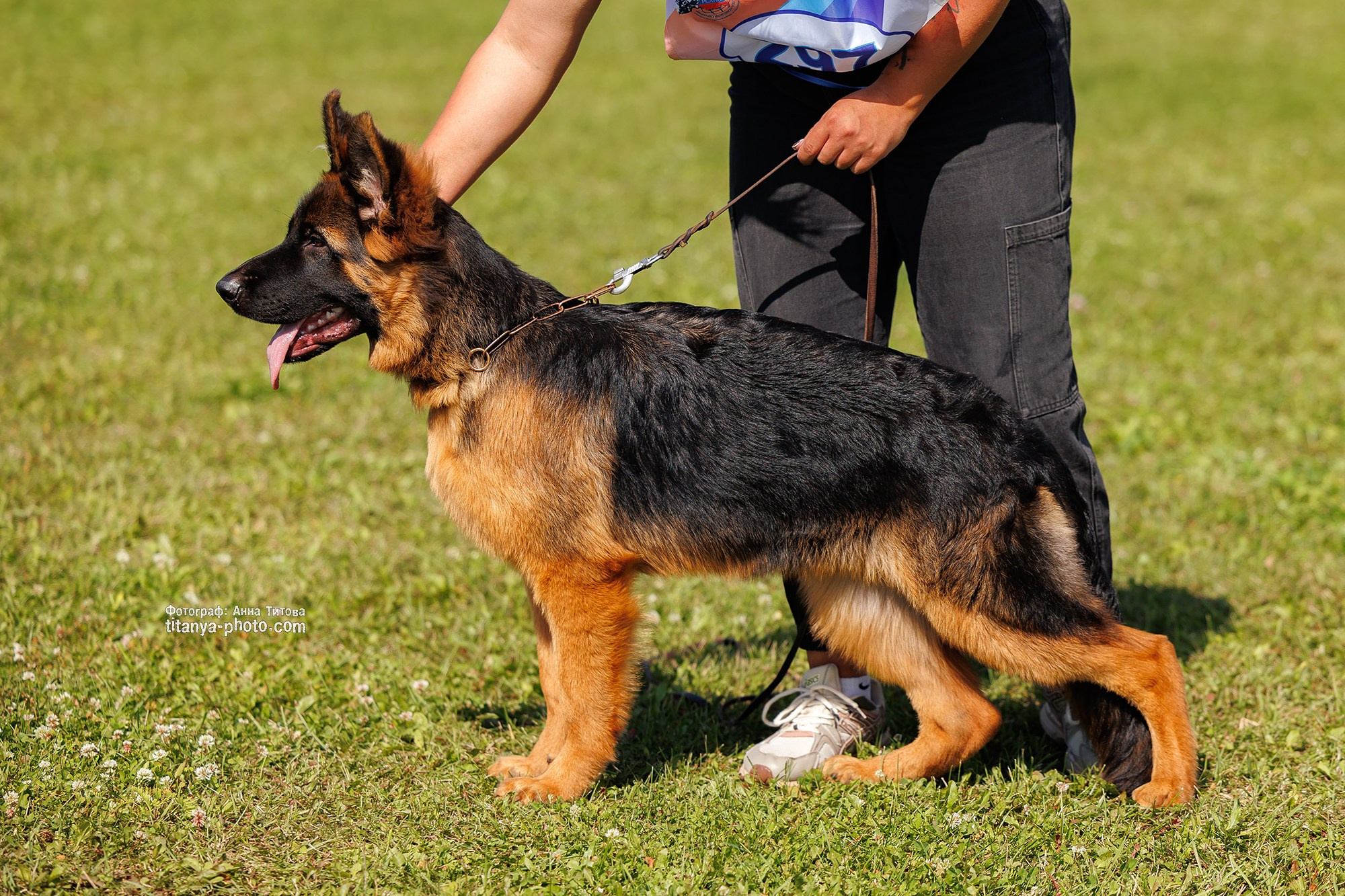 Немецкие овчарки: фото из рингов и вне ринга, мутпроба (фотографии с выставок). Фотограф собак, фотограф-анималист Аня Титова (Titanya). Москва