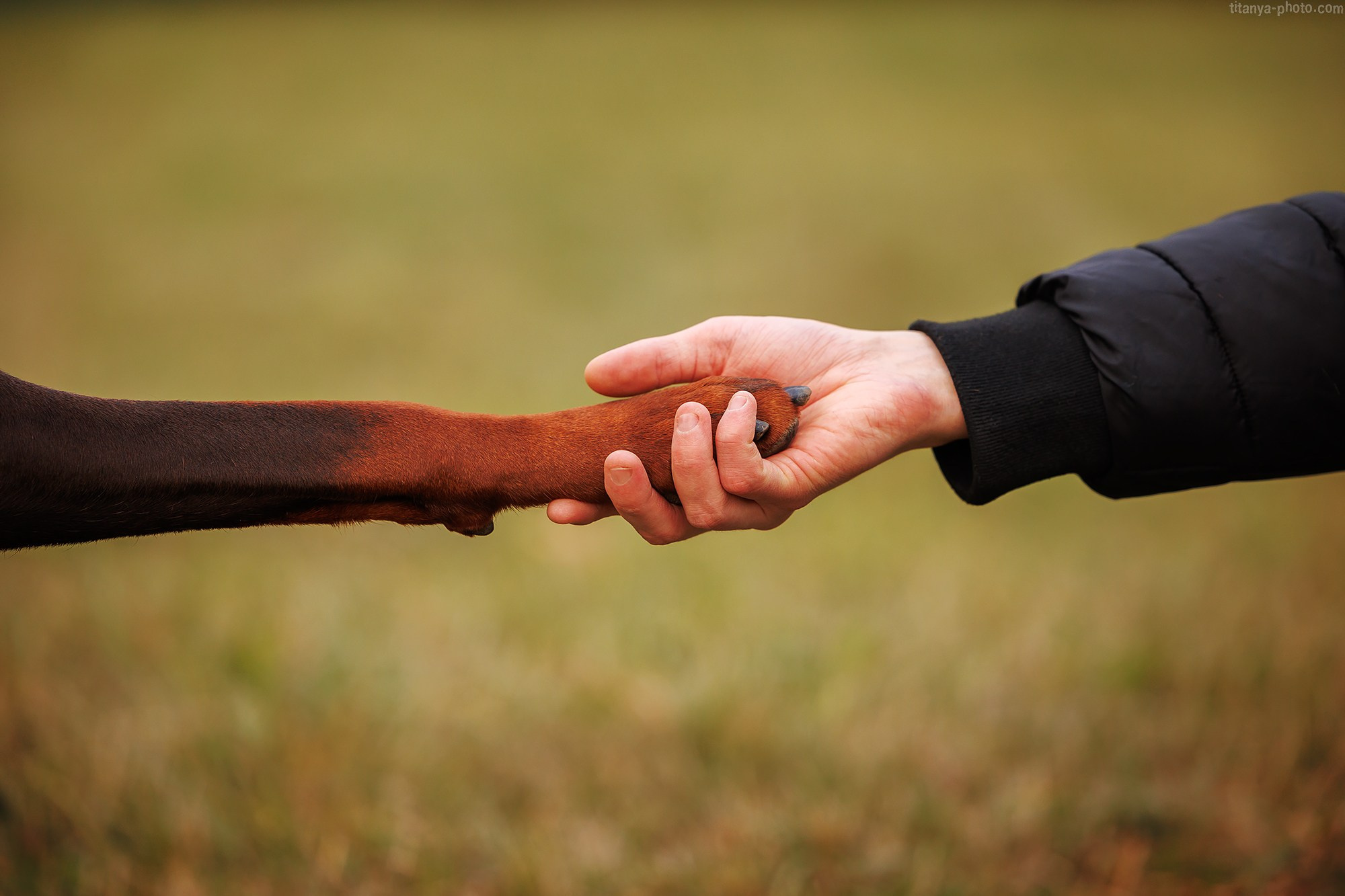Лилия, Влад и Юма. Фотограф собак, фотограф-анималист Аня Титова (Titanya). Москва