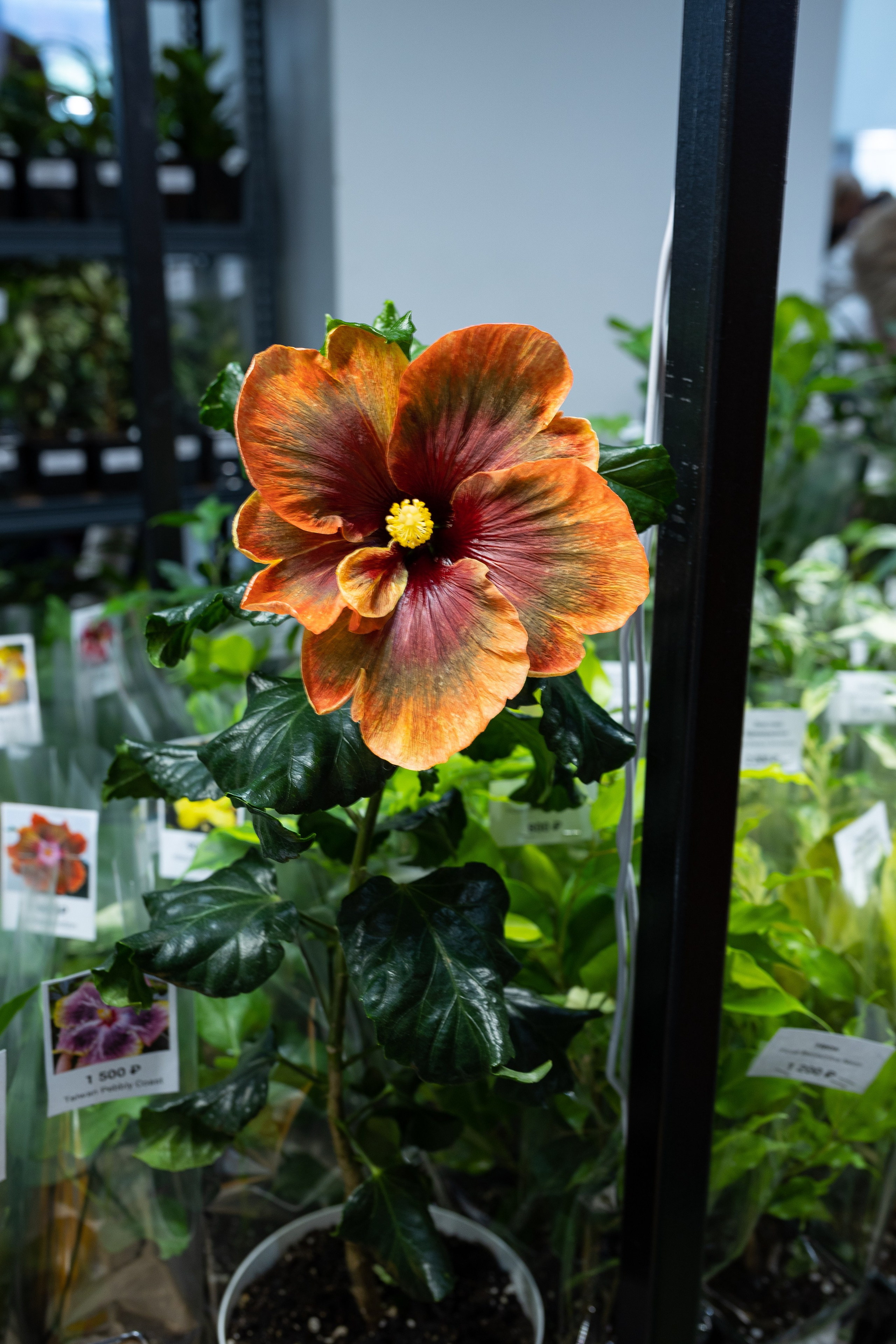 Орхидиум июнь 2024. Александра Куликова фотограф, Москва