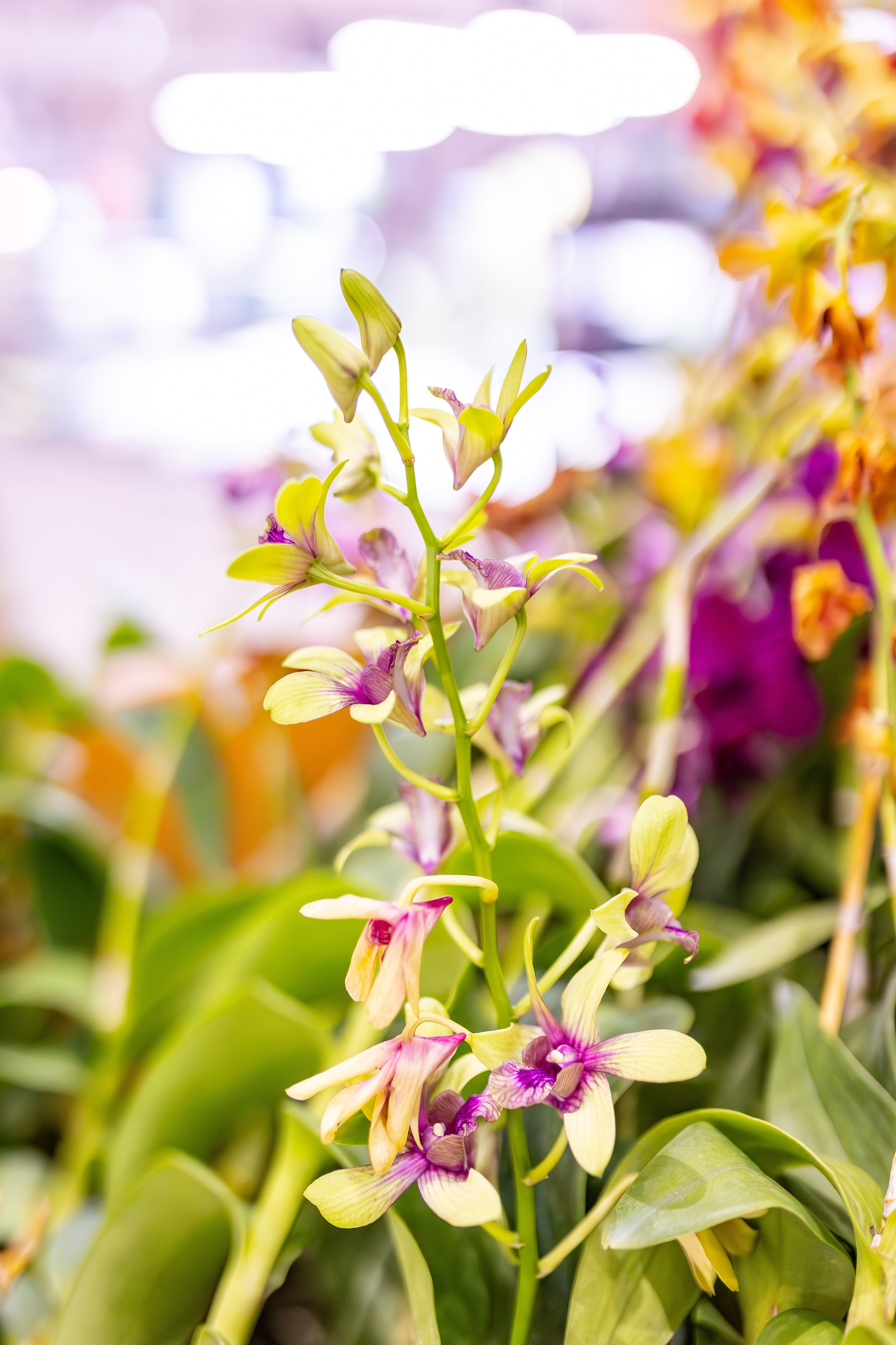 Орхидиум сентябрь 2025. Александра Куликова фотограф, Москва