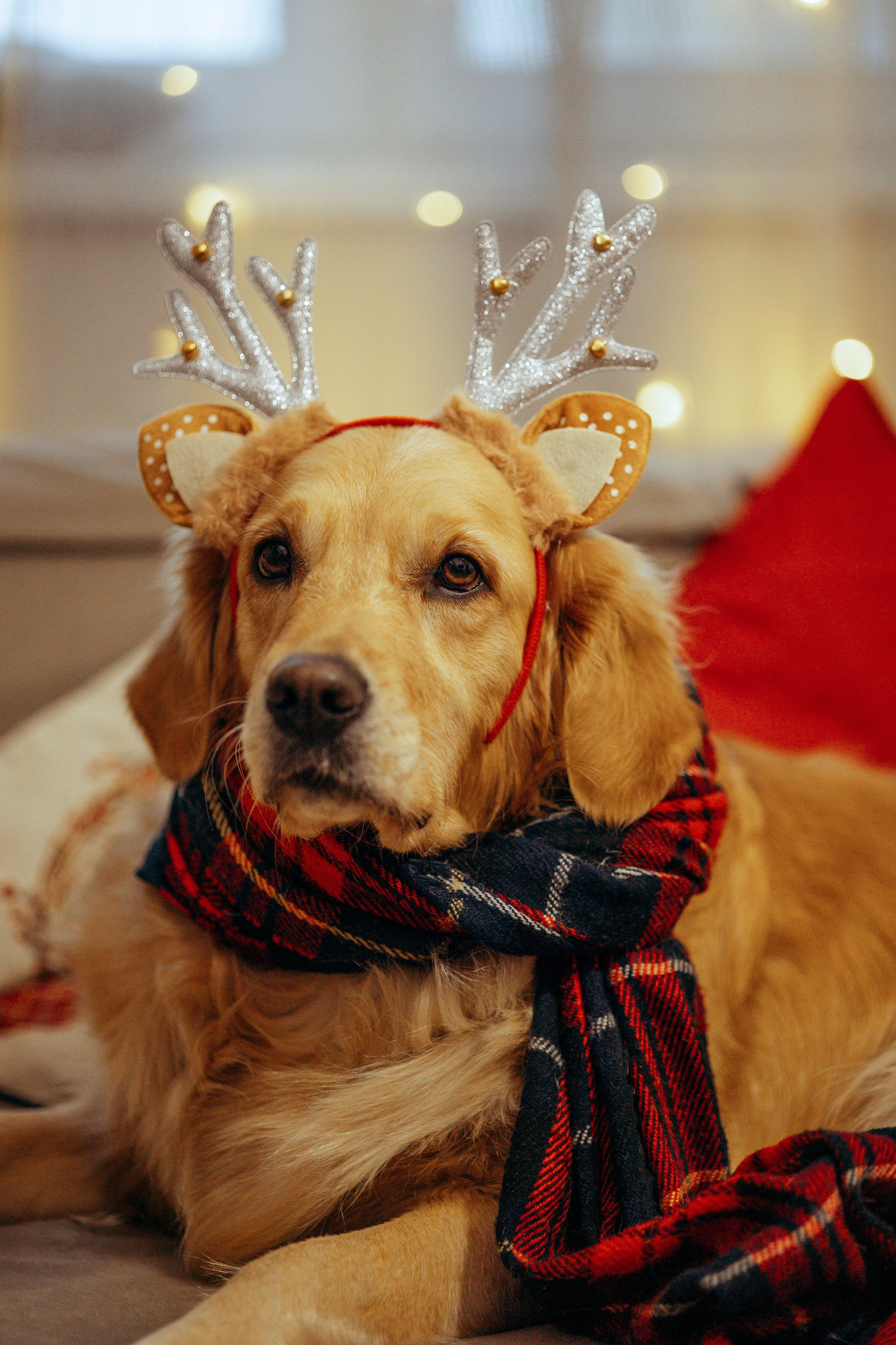 Новогодняя съемка с собакой. Анастасия Белаш