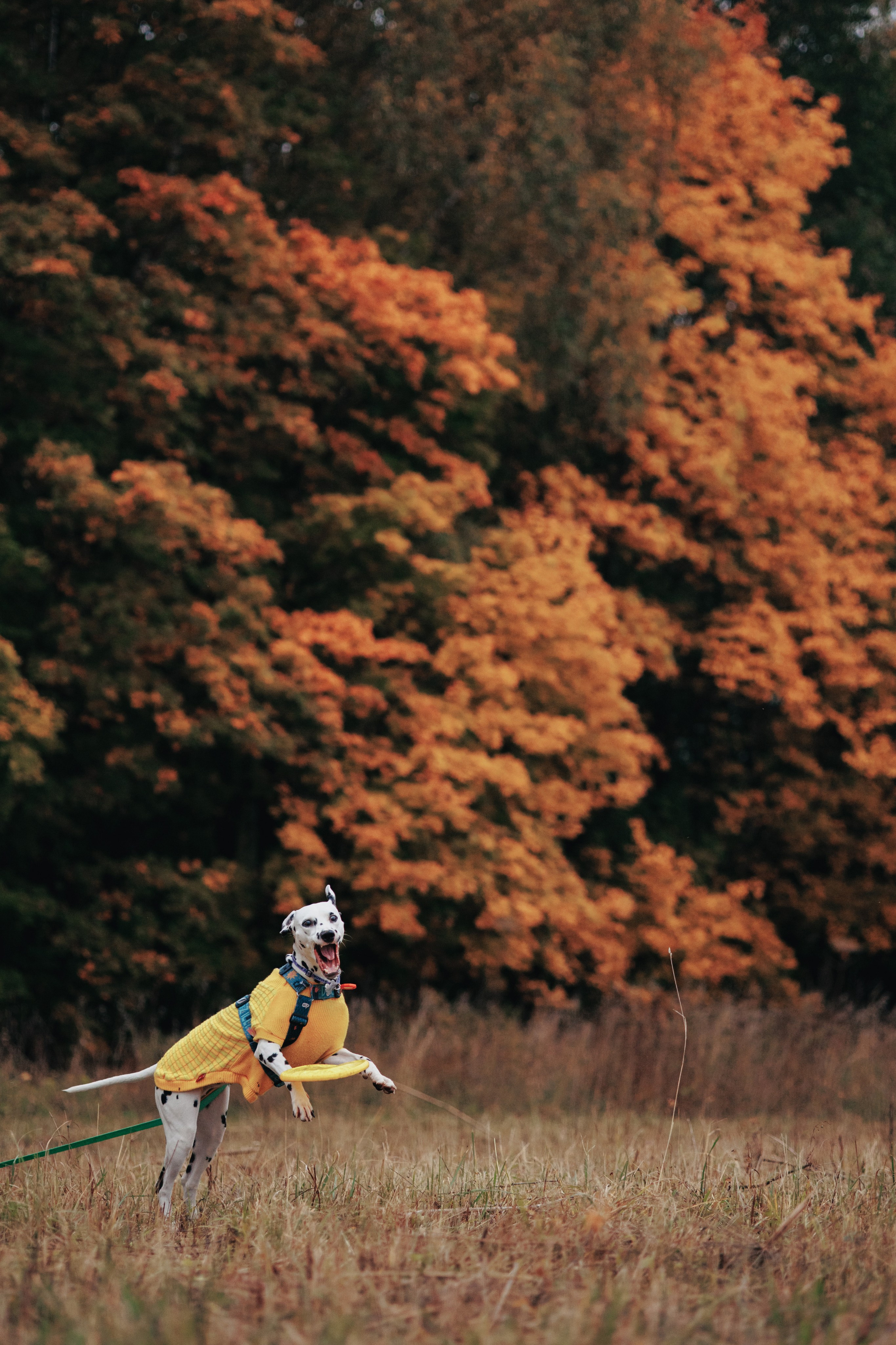 Съемка с собакой. Анастасия Белаш