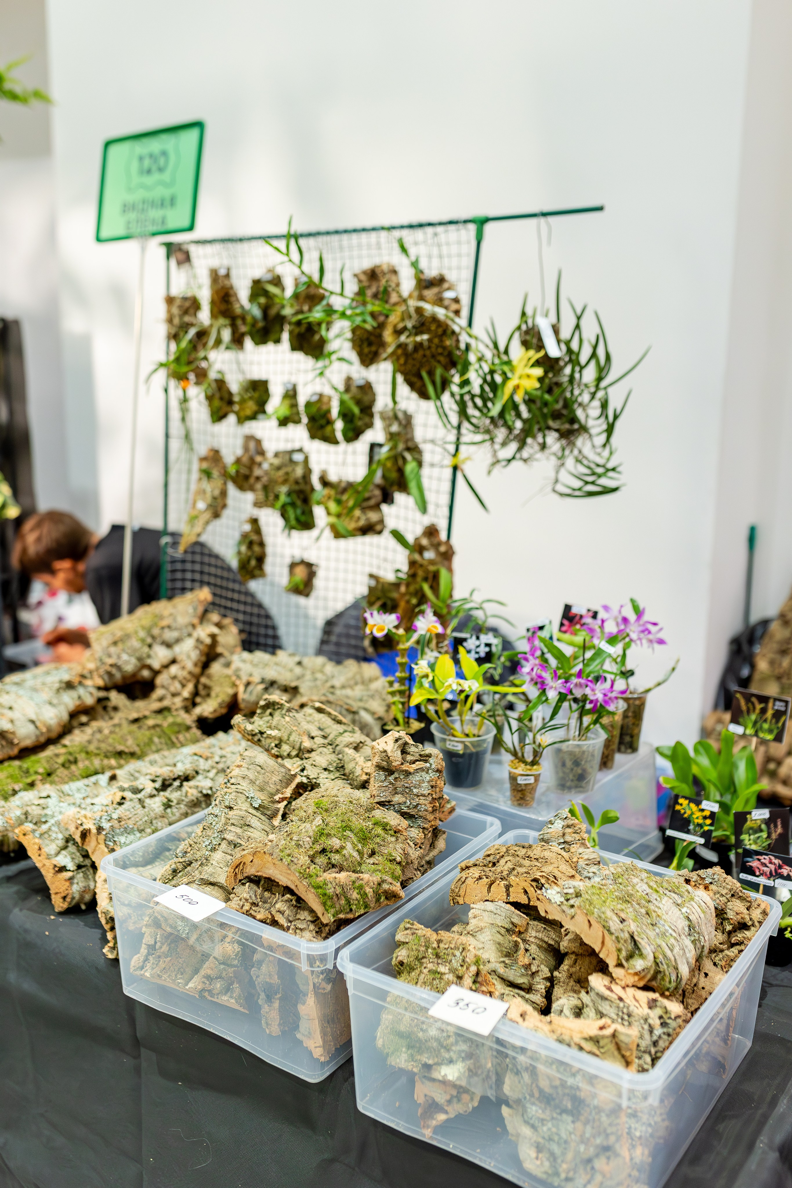 Монстериум апрель 2026. Александра Куликова фотограф, Москва