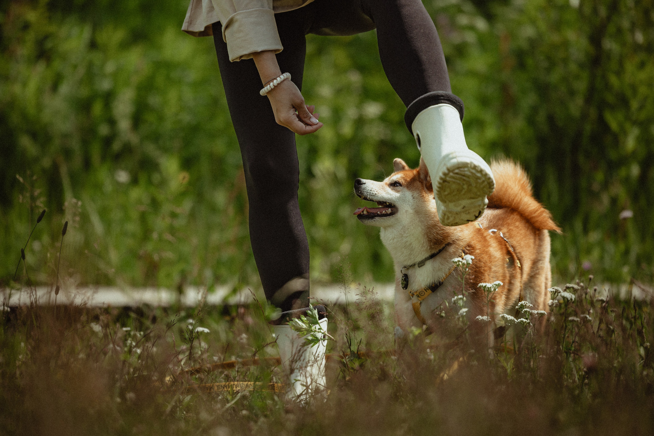 Выездной дог-тренинг от школы «Шерсть имею»