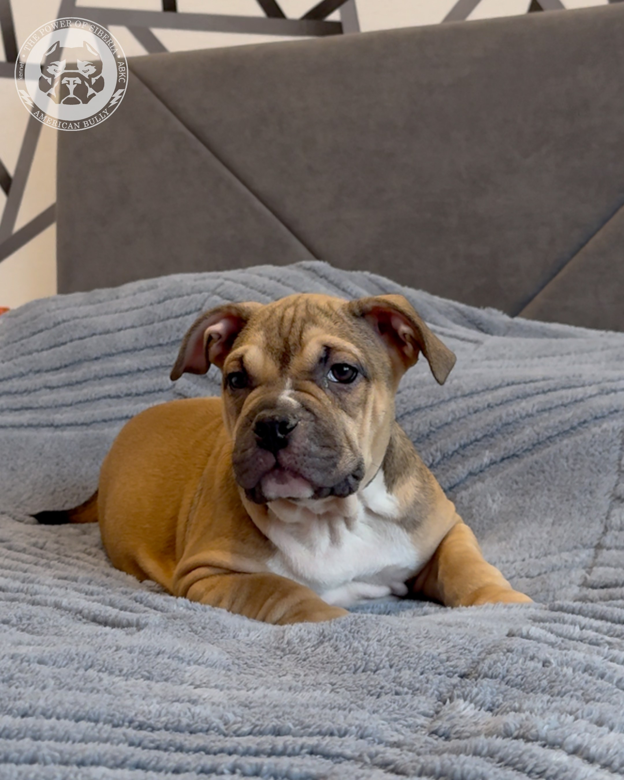 Свободные щенки Американский Булли покет. Американский Булли в г. Ростов-на-Дону. Питомник THE POWER OF SIBERIA