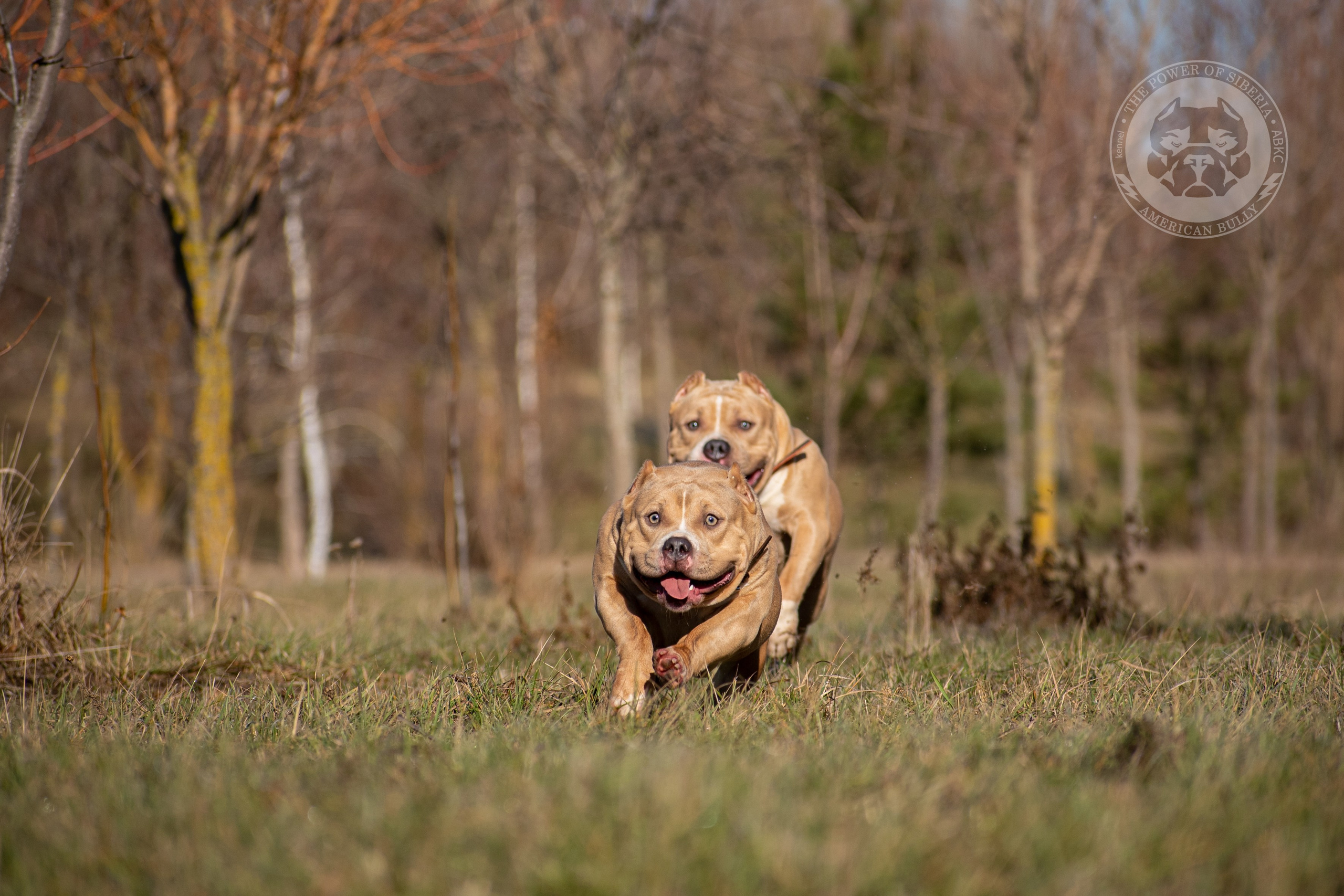 кобель на вязку American Bully в Ярославле