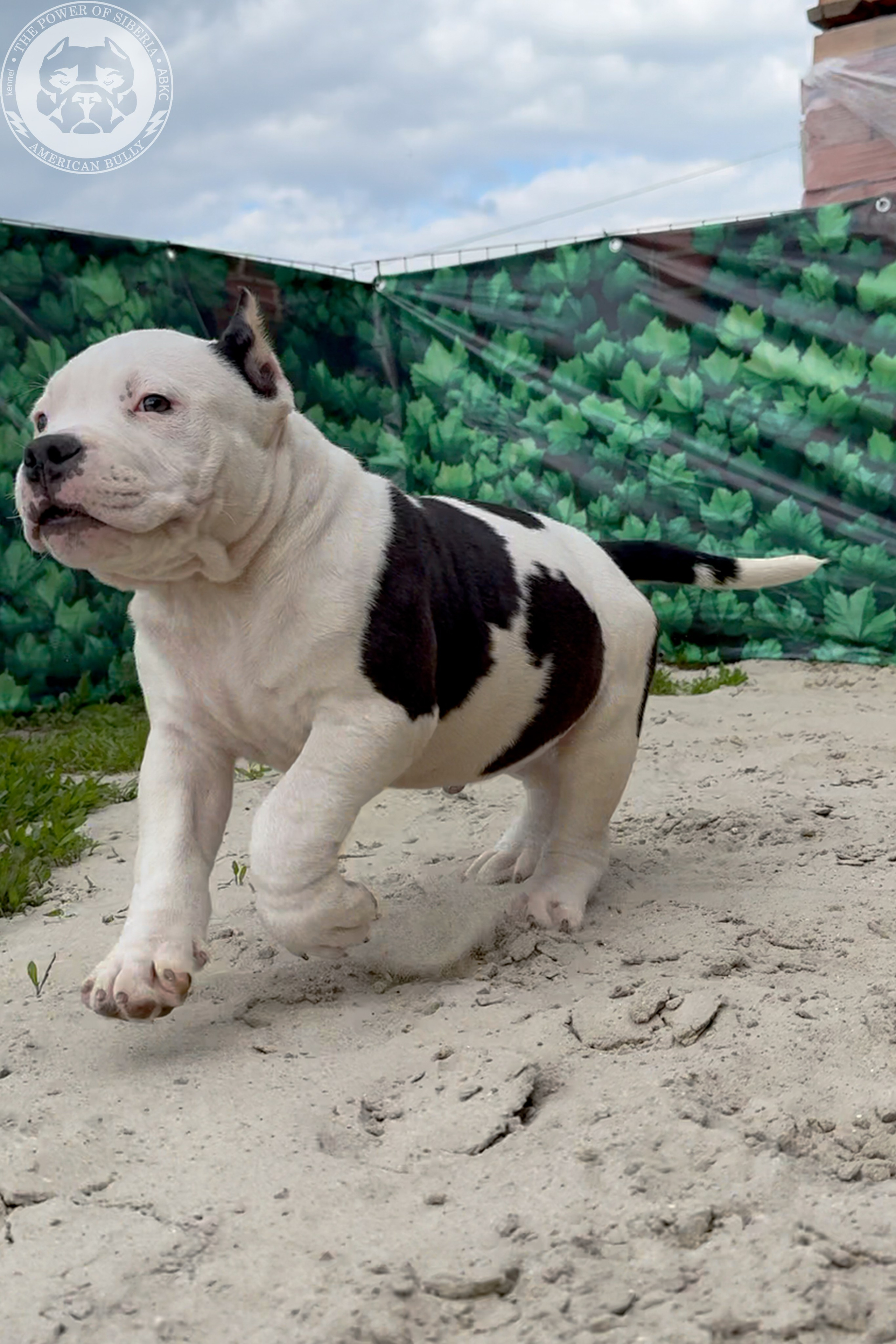 Свободные щенки Американский Булли, в типах покет, классик, стандарт. Американский Булли в г. Ростов-на-Дону. Питомник THE POWER OF SIBERIA