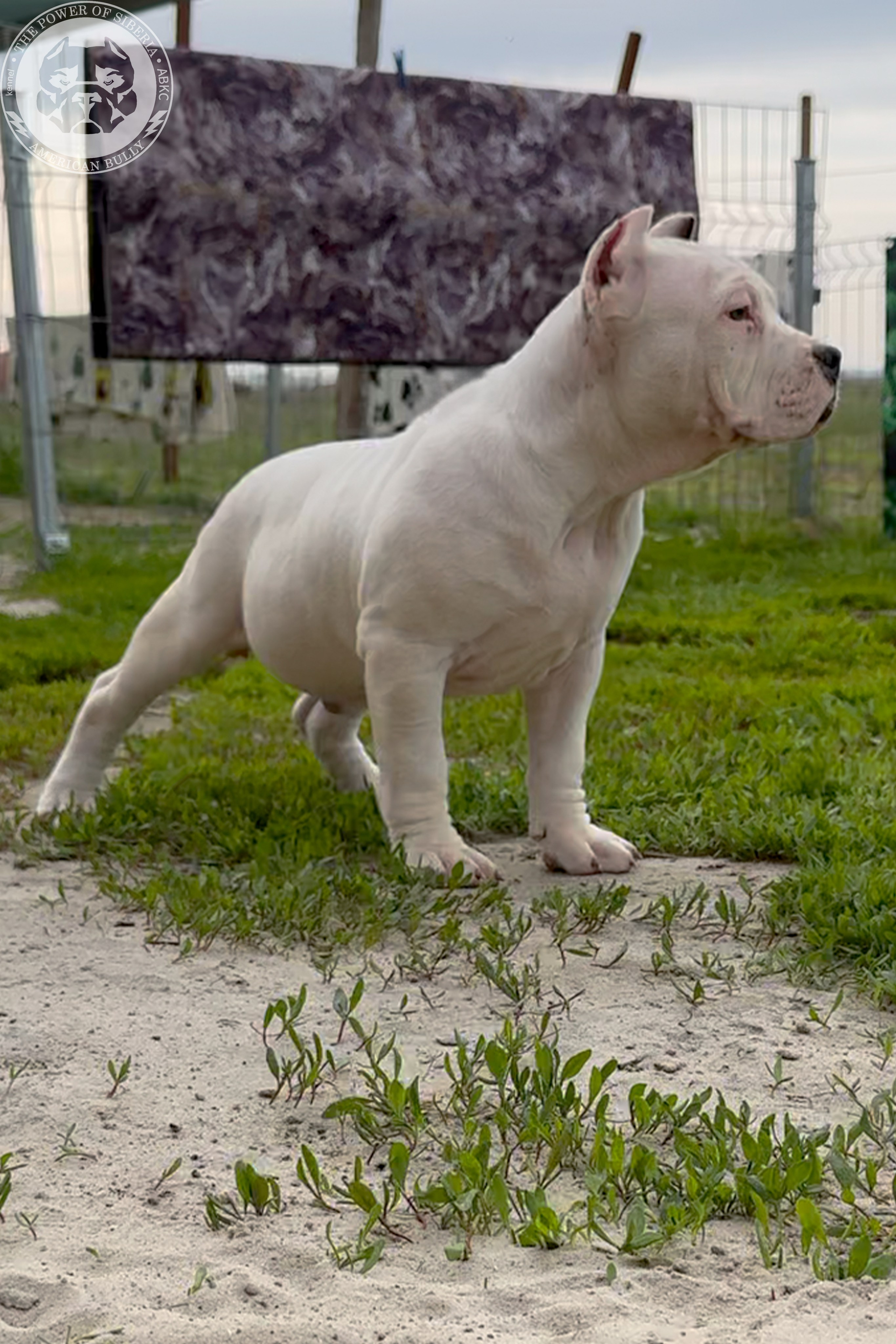 20.01.26-Рокси-Арчи. Американский Булли в г. Ростов-на-Дону. Питомник THE POWER OF SIBERIA