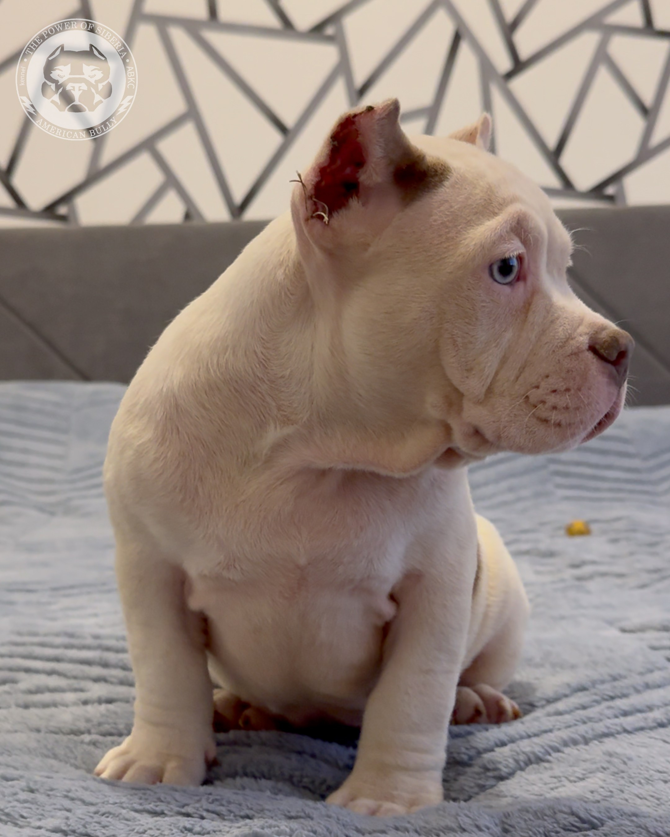 29.12.25-Терри-Локо. Американский Булли в г. Ростов-на-Дону. Питомник THE POWER OF SIBERIA