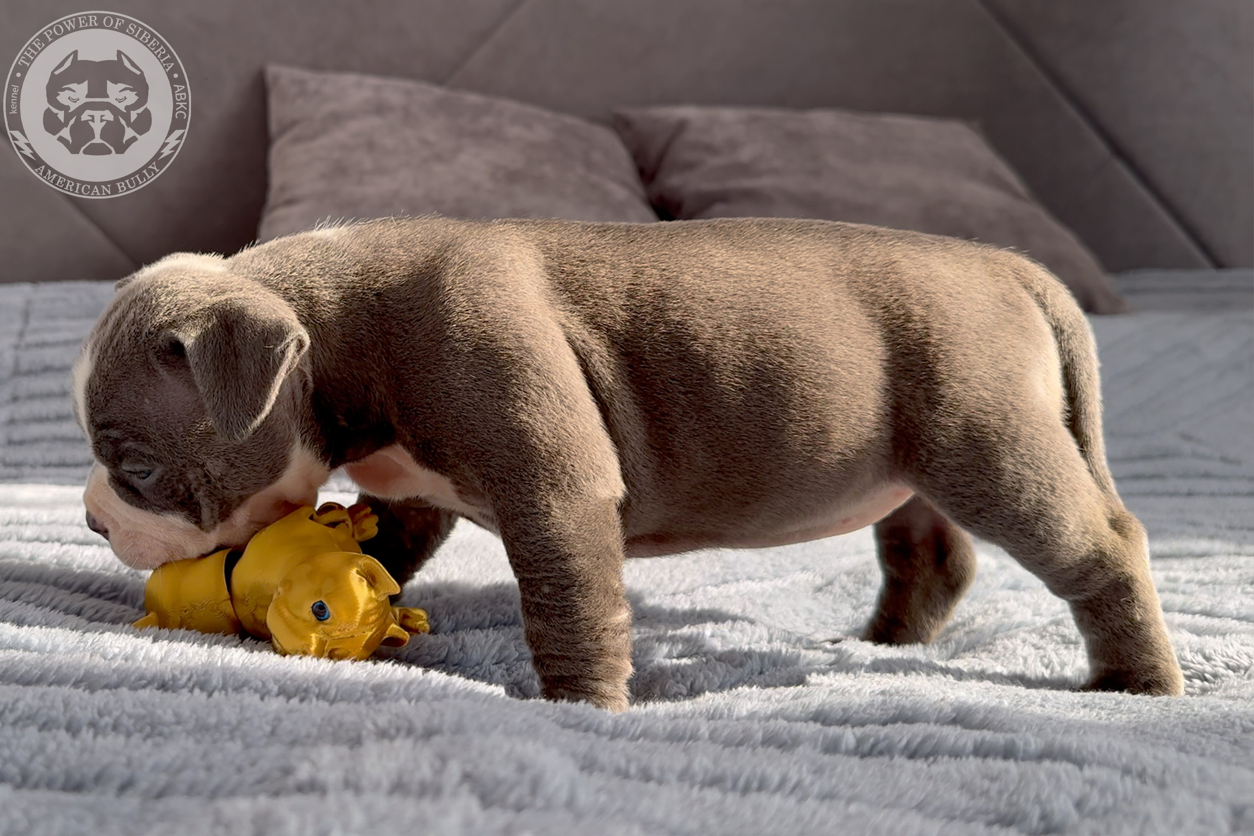 Свободные щенки Американский Булли стандарт и Свободные щенки Американский Булли классик. Американский Булли в г. Ростов-на-Дону. Питомник THE POWER OF SIBERIA