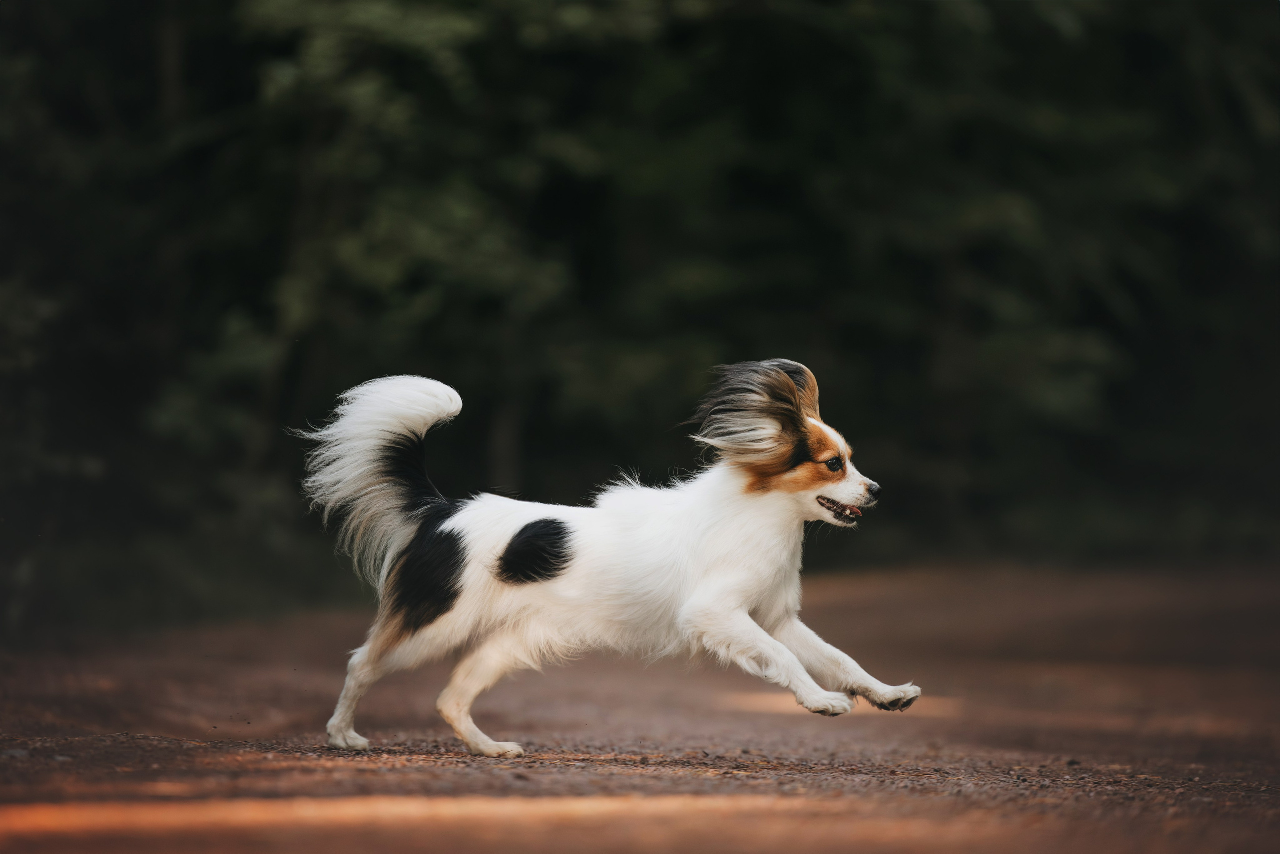 Рита, Маша и много собак. Фотограф анималист Осипчикова Мария