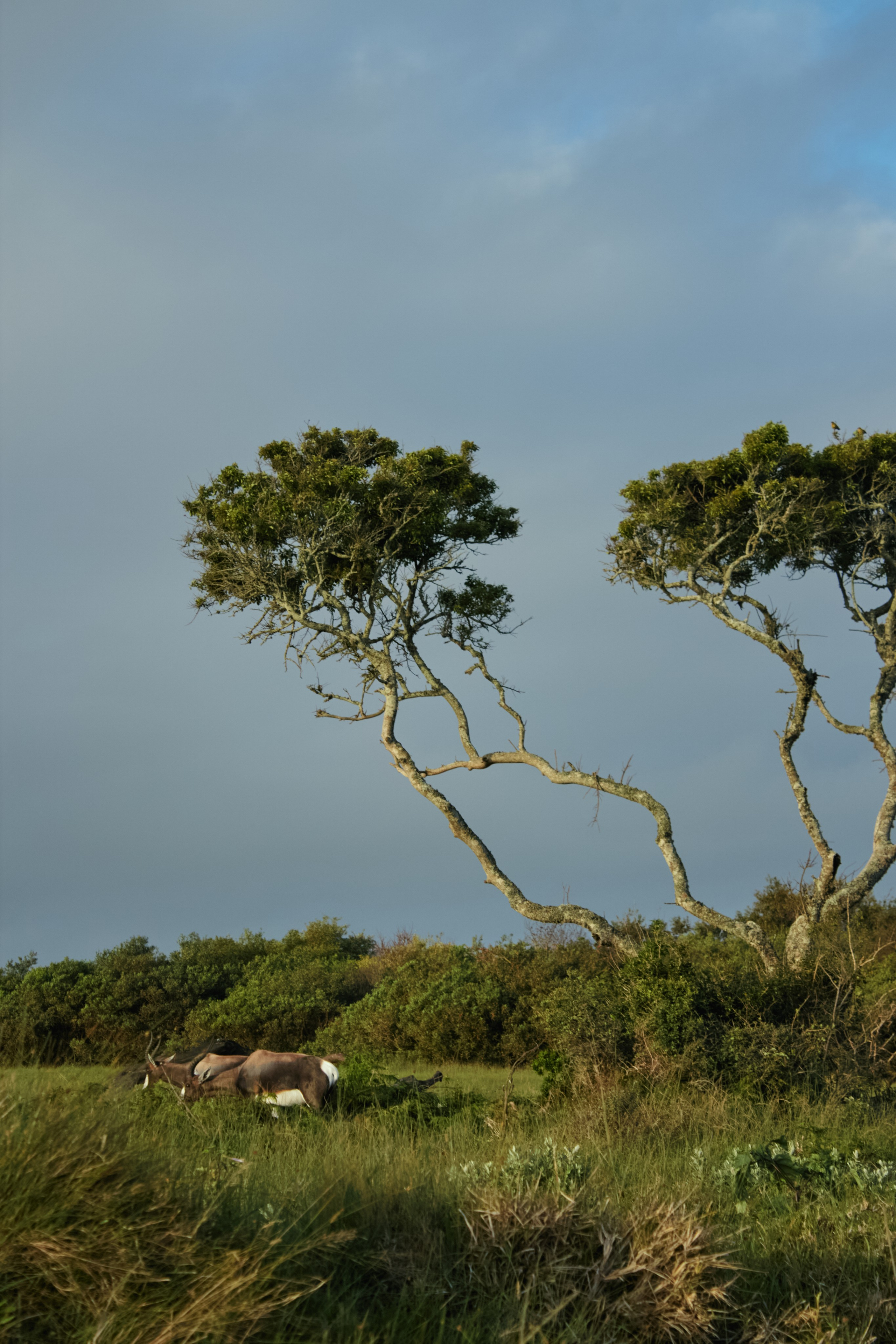 ЮАР. Профессиональный Фотограф во Владимире, в Москве и в Суздале — Полина Романычева