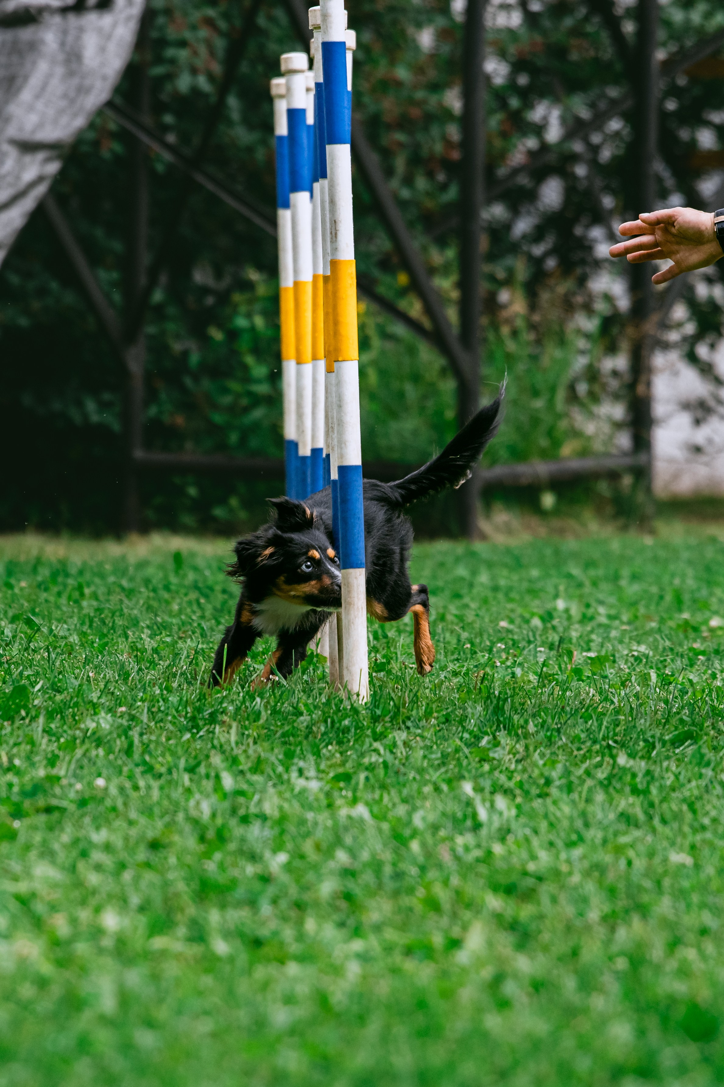 Соревнования по аджилити Долгопрудный 30.06.2025. Фотограф-анималист Татьяна Степанова