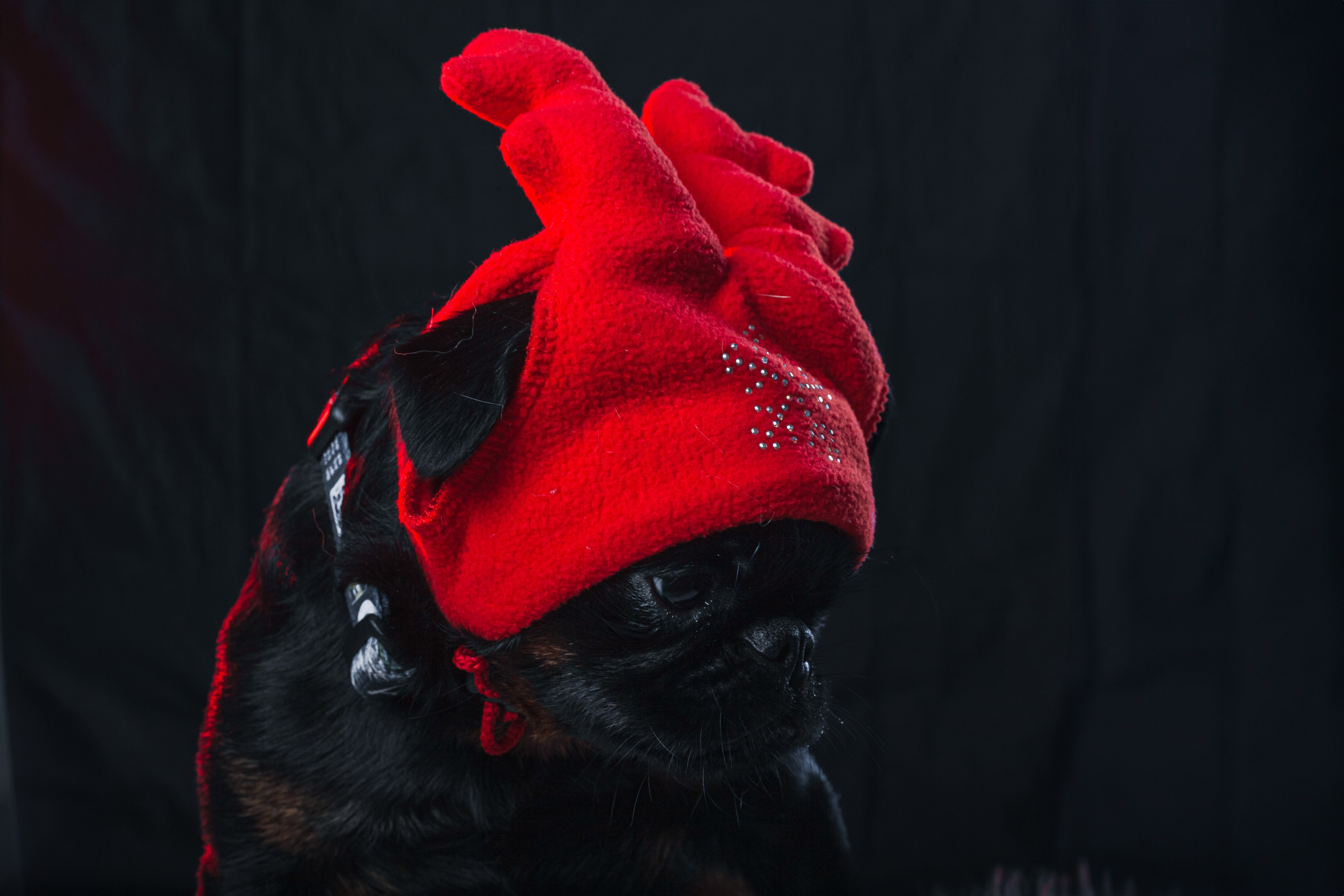 Студийная фотосессия с цветным светом. Фотограф-анималист Татьяна Степанова