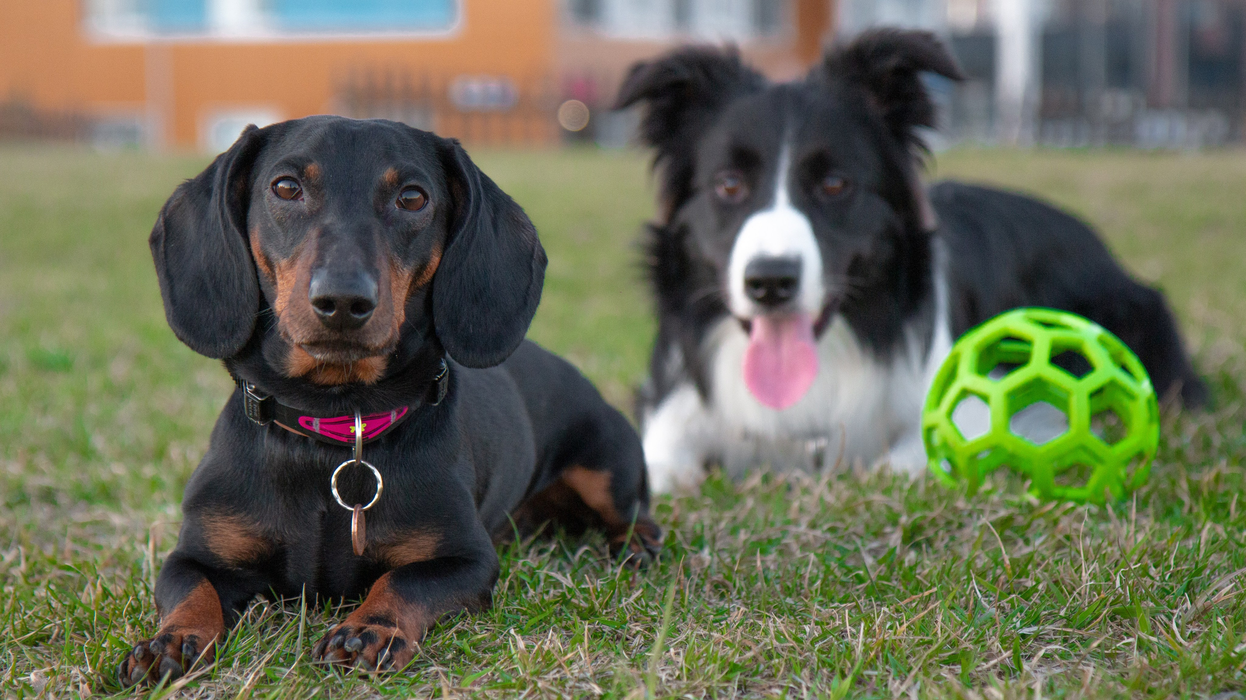 Фотосъёмка животных. Предметный и репортажный фотограф Алексей Кротов