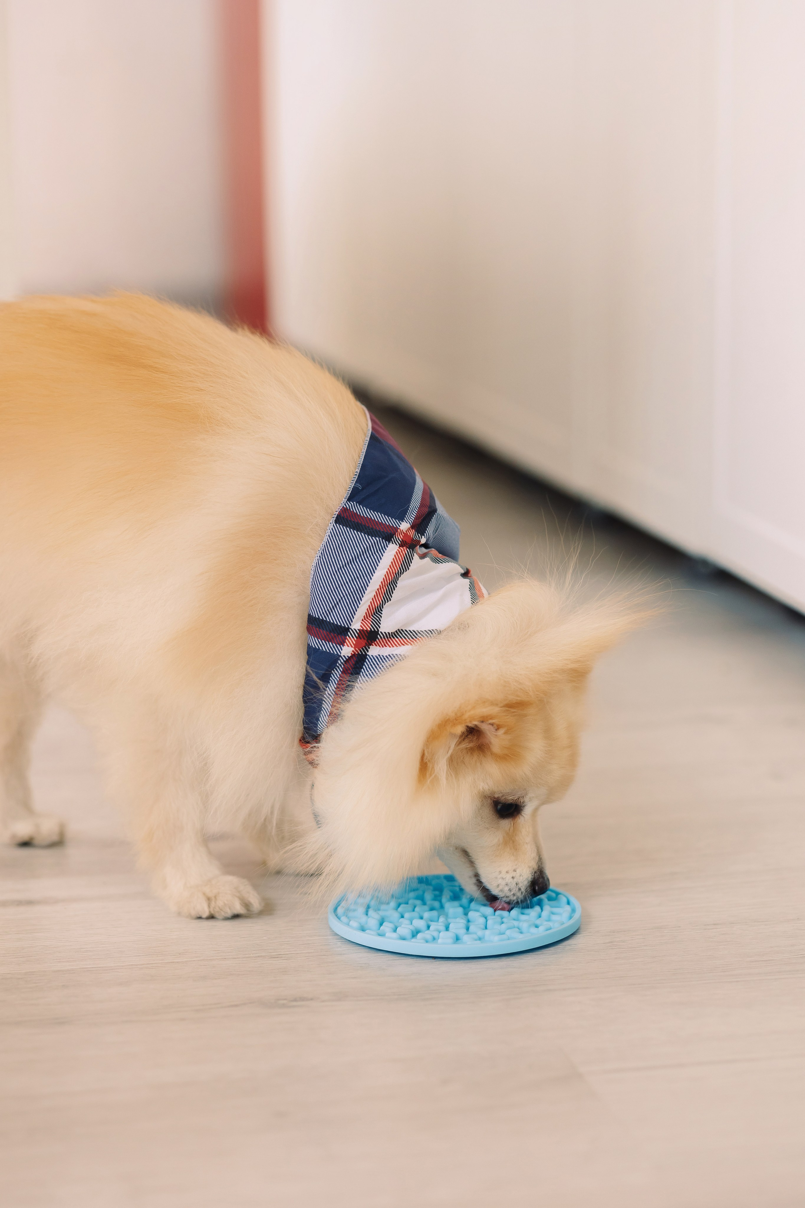 Магазин Friend of mine. Фотограф-анималист Елена Радченко, Москва