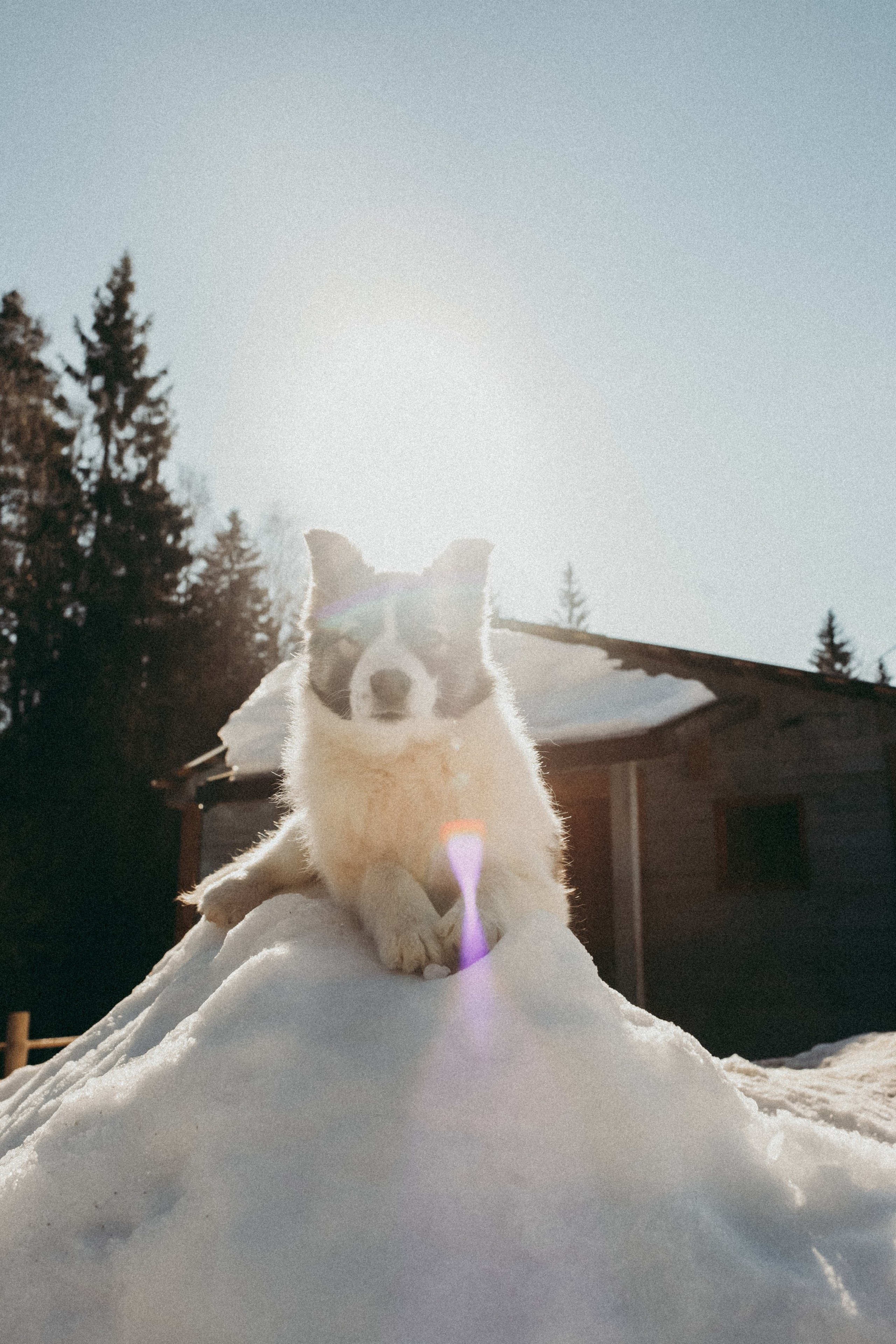 Ферма. Фотограф Москва и Санкт-Петербург