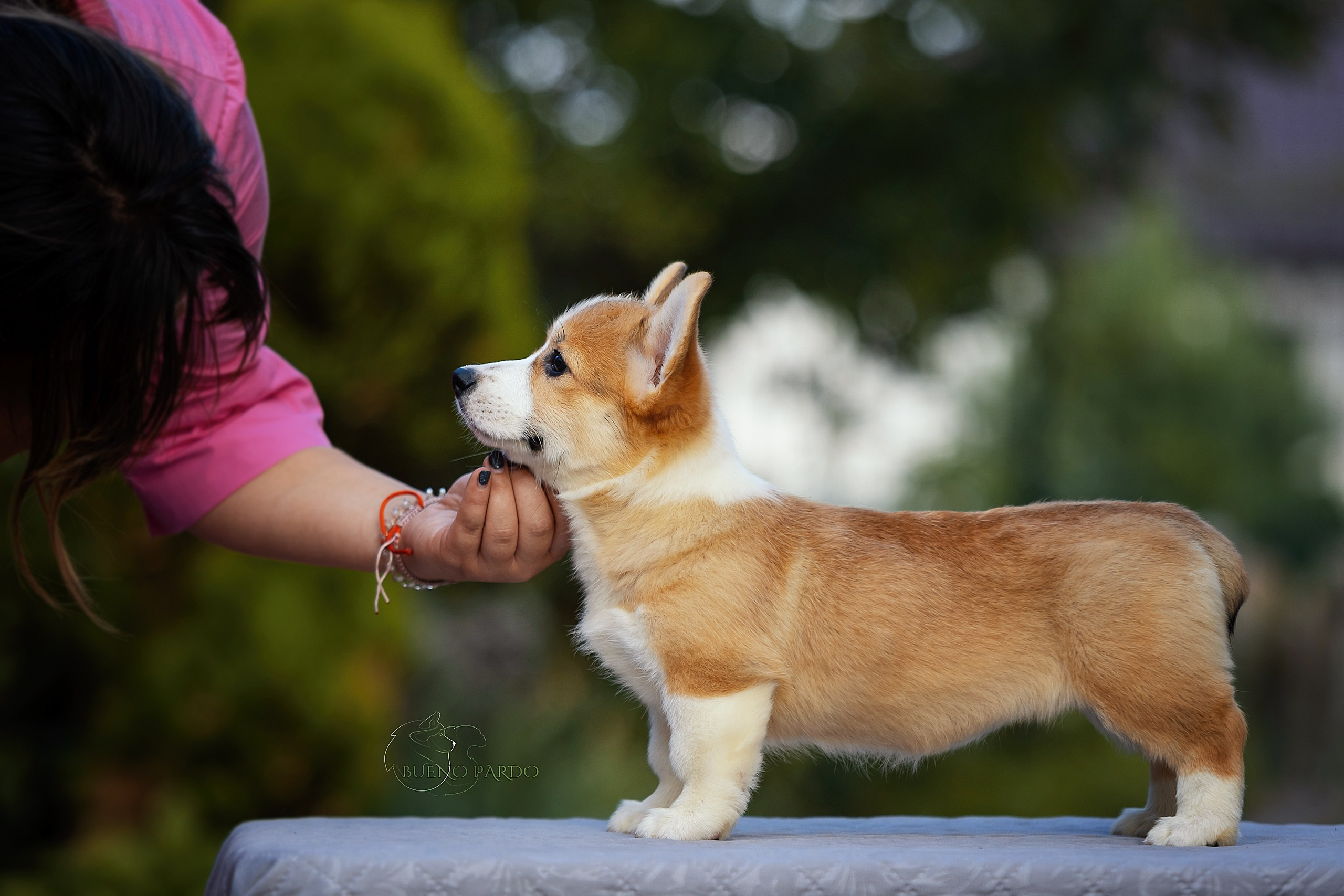 Щенки вельш корги пемброк из питомника. Питомник собак Акита, Хаски, Корги
