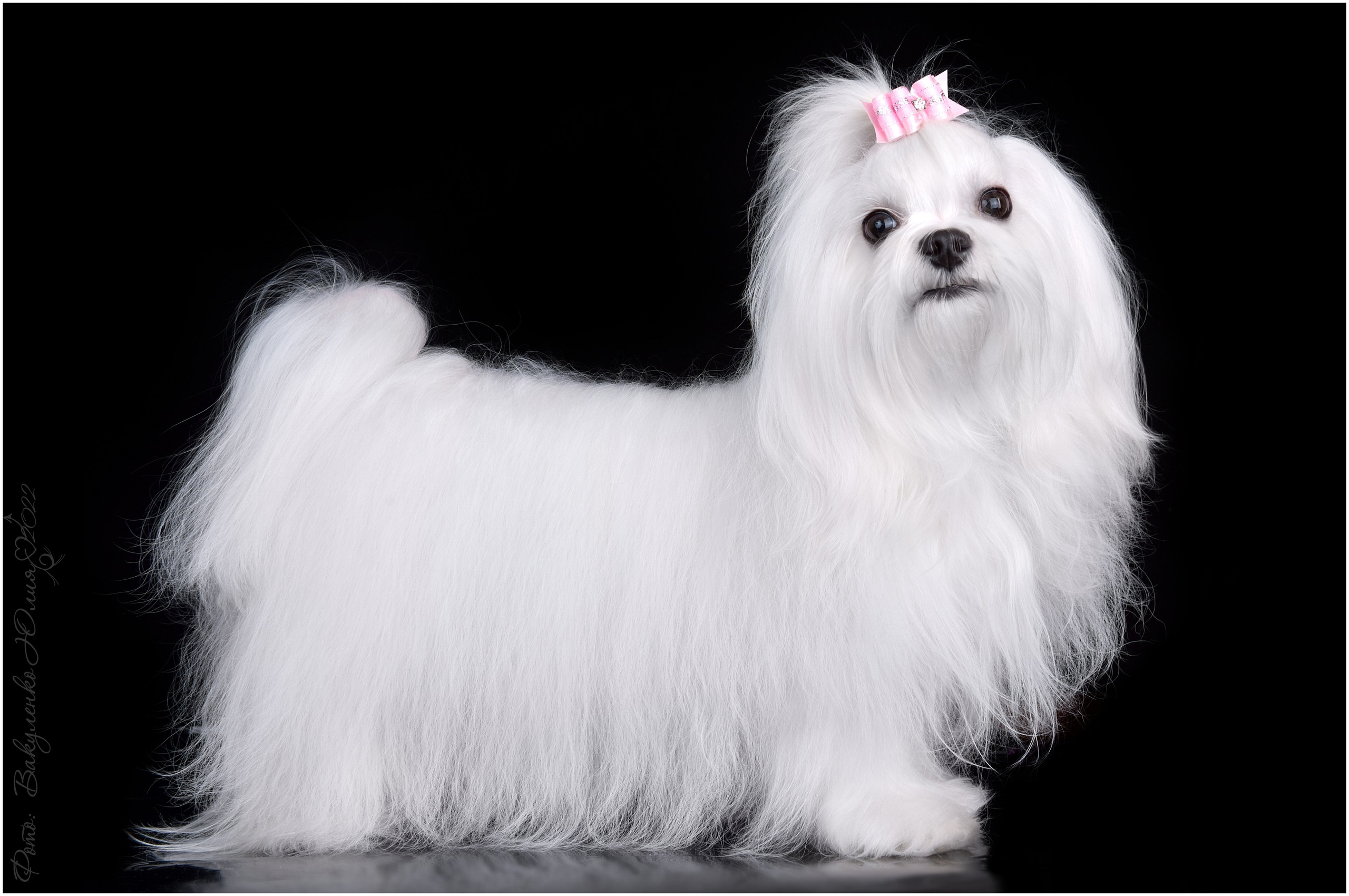 Студийная съемка. Фотограф анималист | семейный Юлия Вакуленко, г. Краснодар