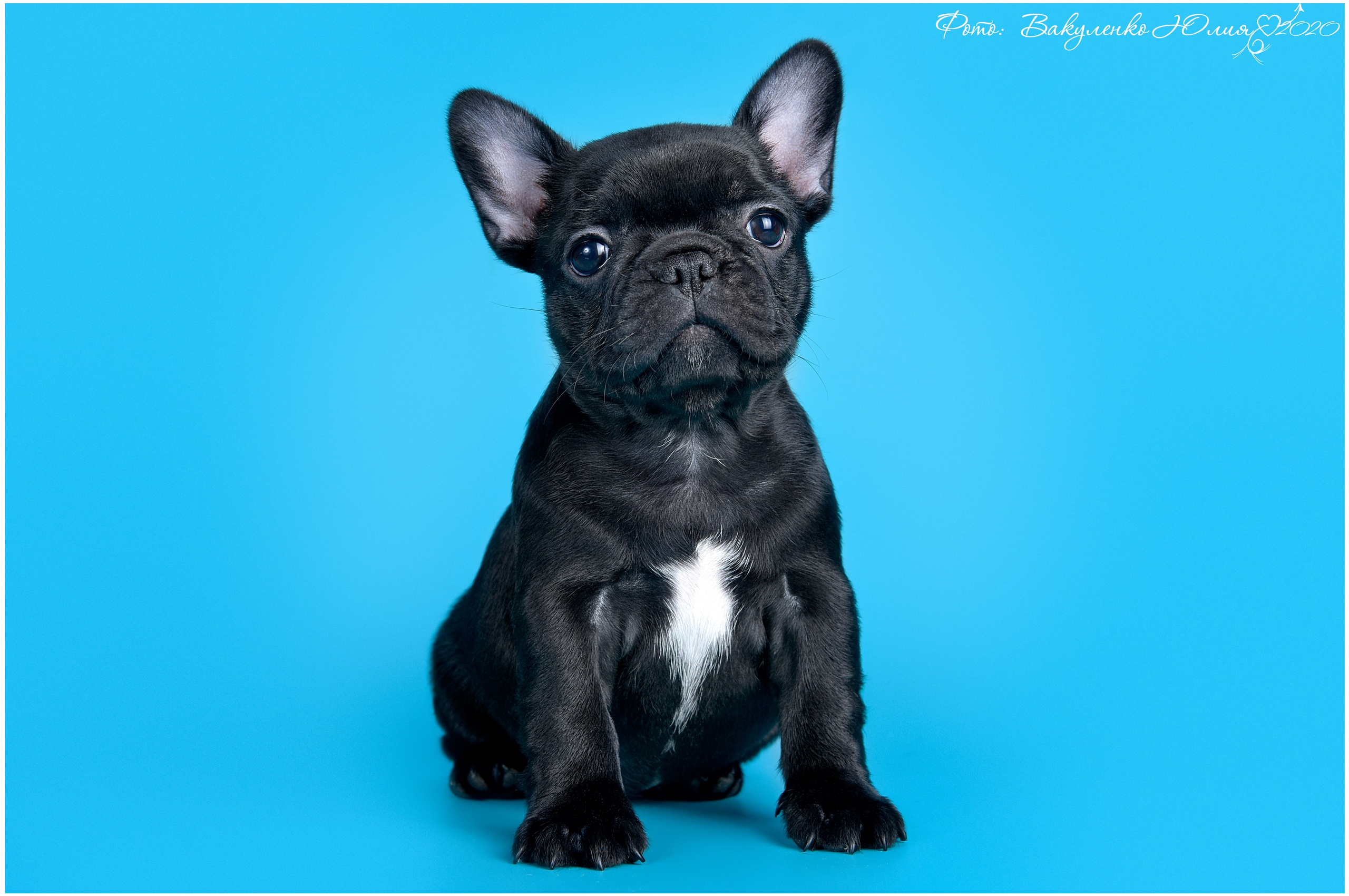 Студийная съемка. Фотограф анималист | семейный Юлия Вакуленко, г. Краснодар