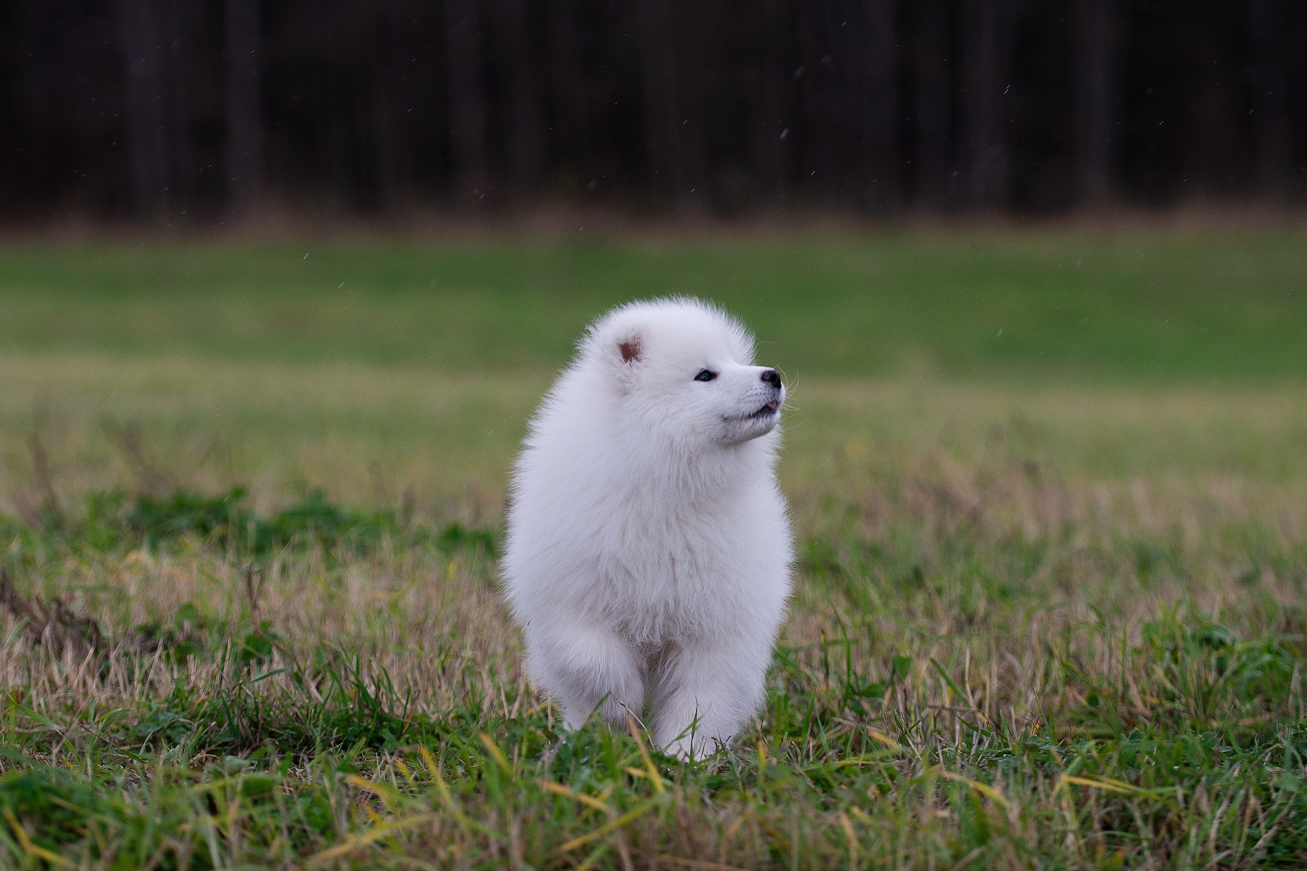 Собаки питомника Версаль. Творческий фотограф Вологда