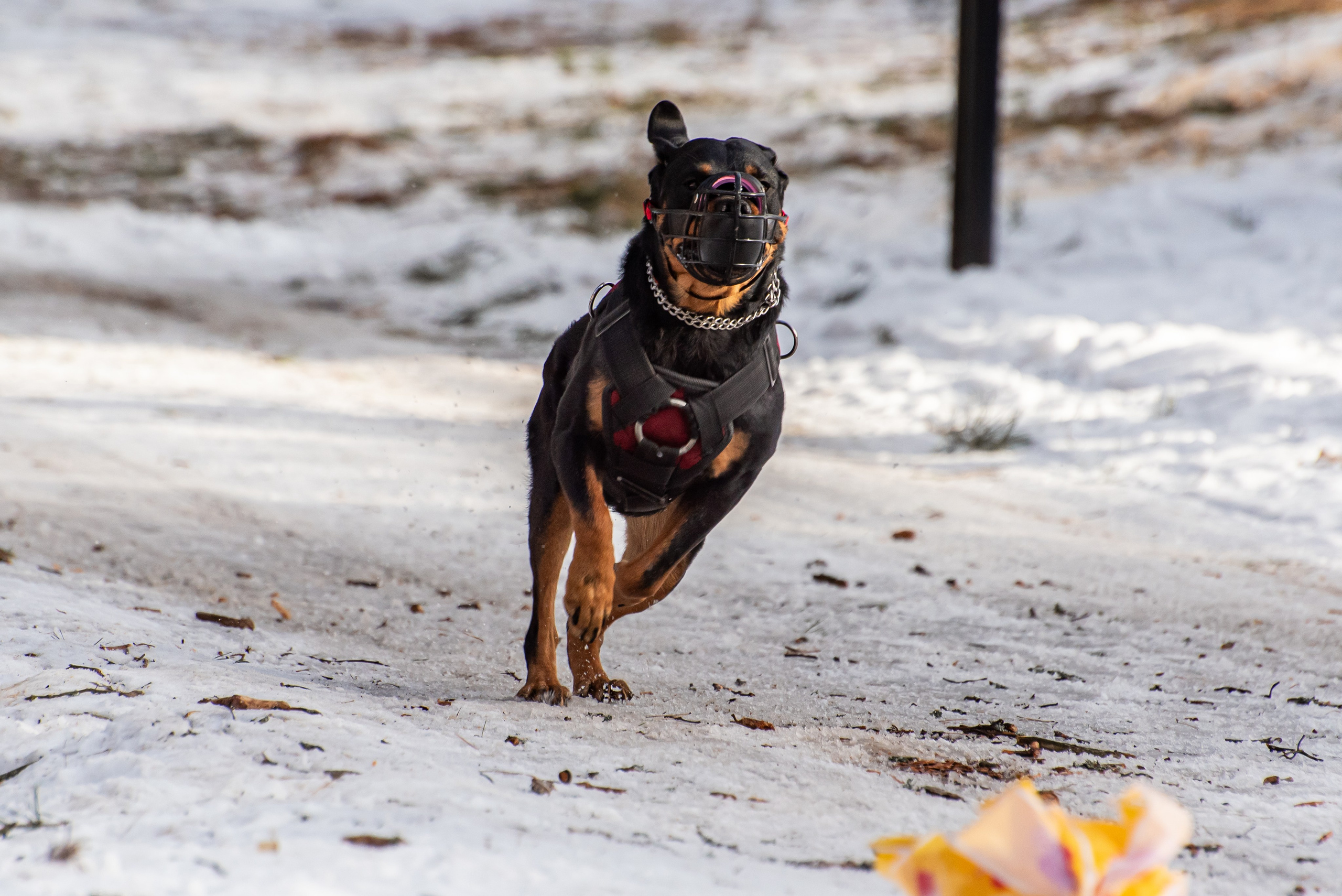 Фотосъёмка с собаками в Кинологическом лагере. Фотограф Макс Огурцов в Нижнем Новгороде