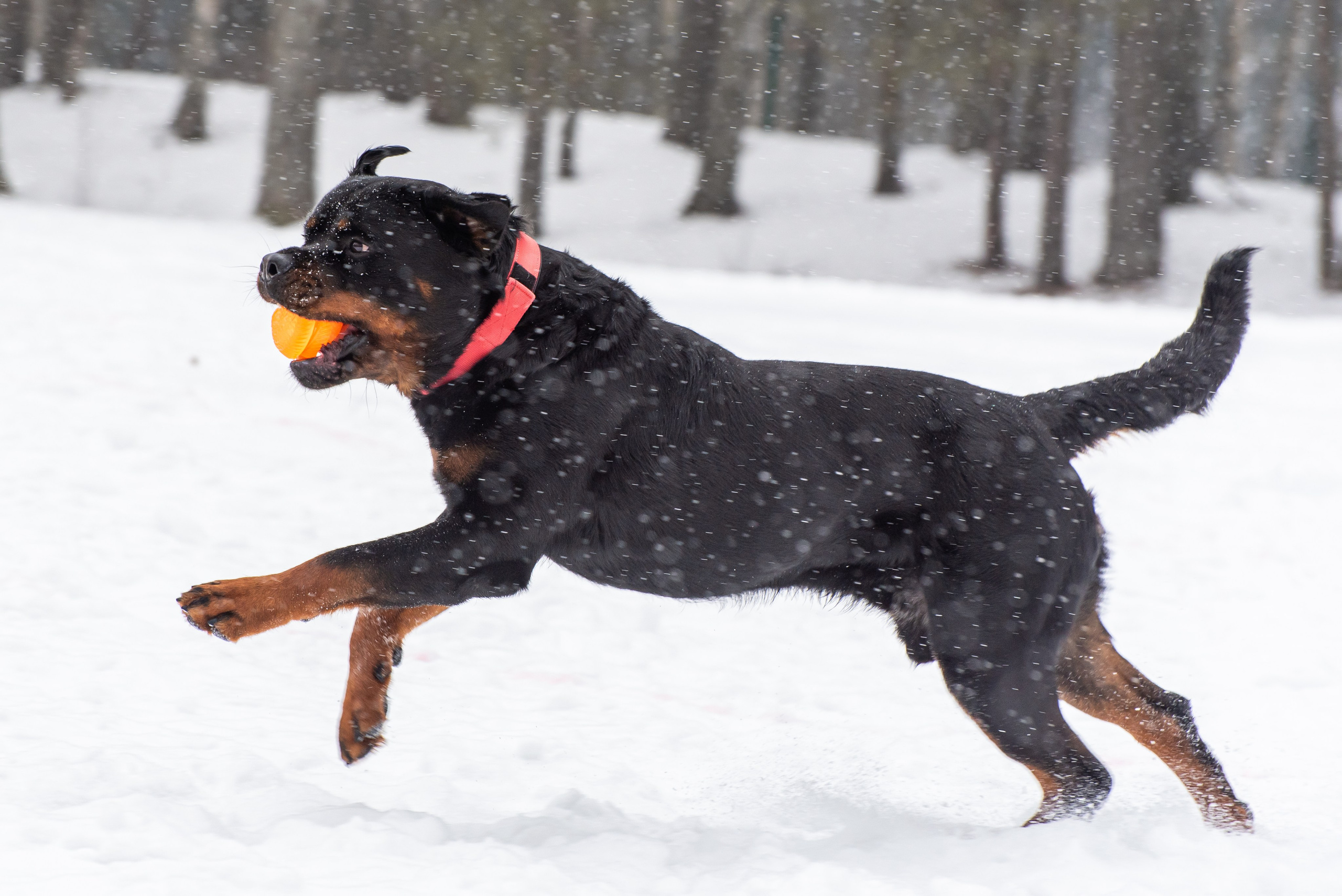 Фотосъёмка с собаками в Кинологическом лагере. Фотограф Макс Огурцов в Нижнем Новгороде