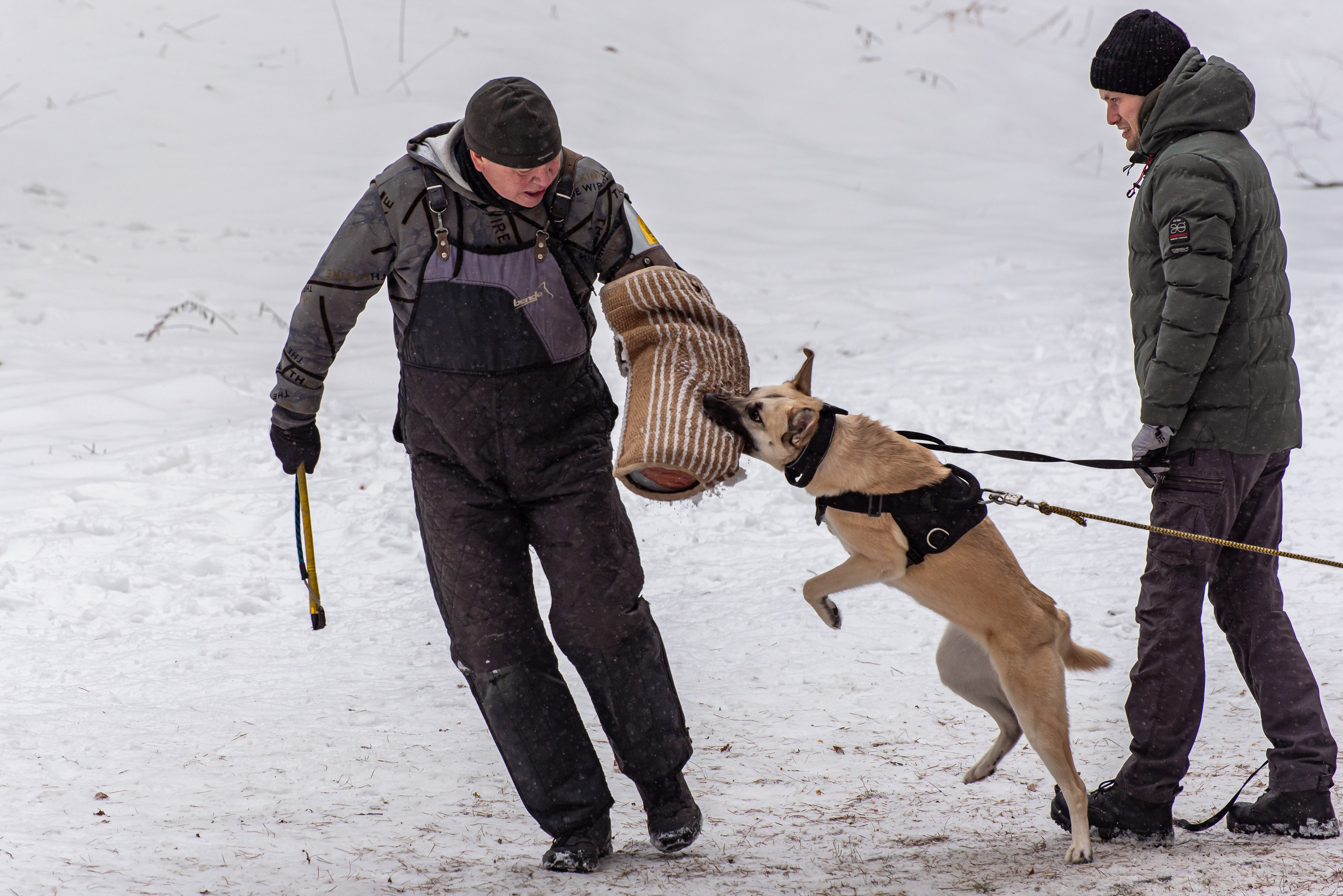 Фотосъёмка с собаками в Кинологическом лагере. Фотограф Макс Огурцов в Нижнем Новгороде