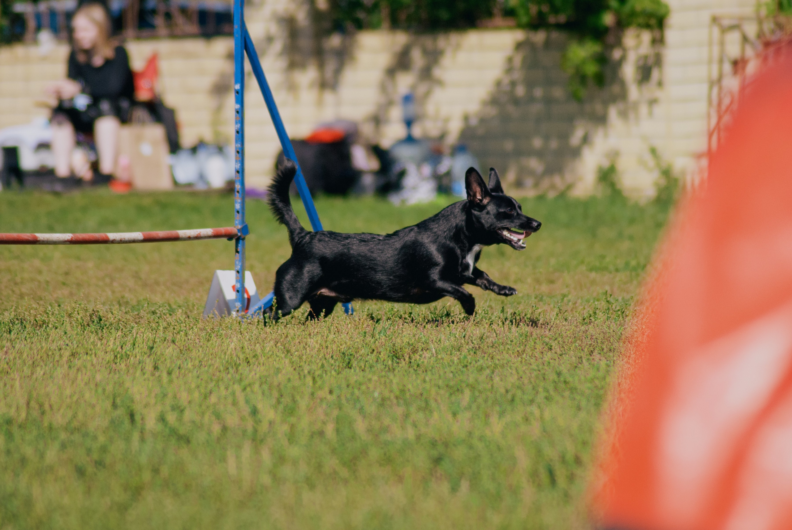 Аджилити. Фотограф в Тюмени Лизавета Сапицкая