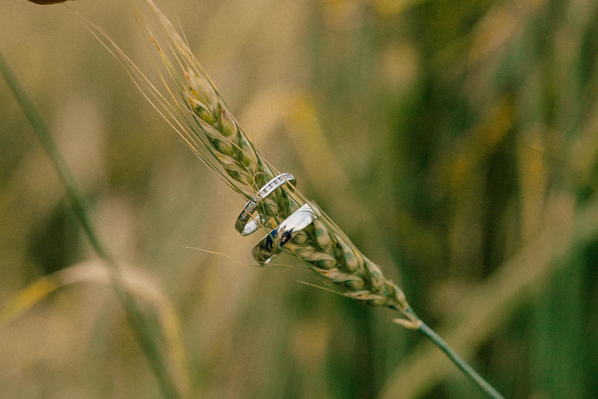 Маша Лёша. Свадьба в поле. Свадебный, семейный и женский фотограф в Москве Аникина Ольга