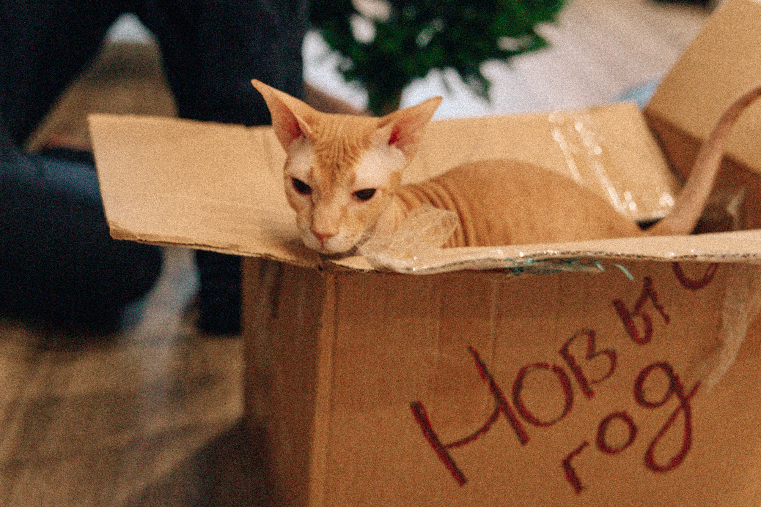 Аня Лёша Ростик и кот Маффин. Домашняя история с пряником и театром теней. Свадебный, семейный и женский фотограф в Москве Аникина Ольга