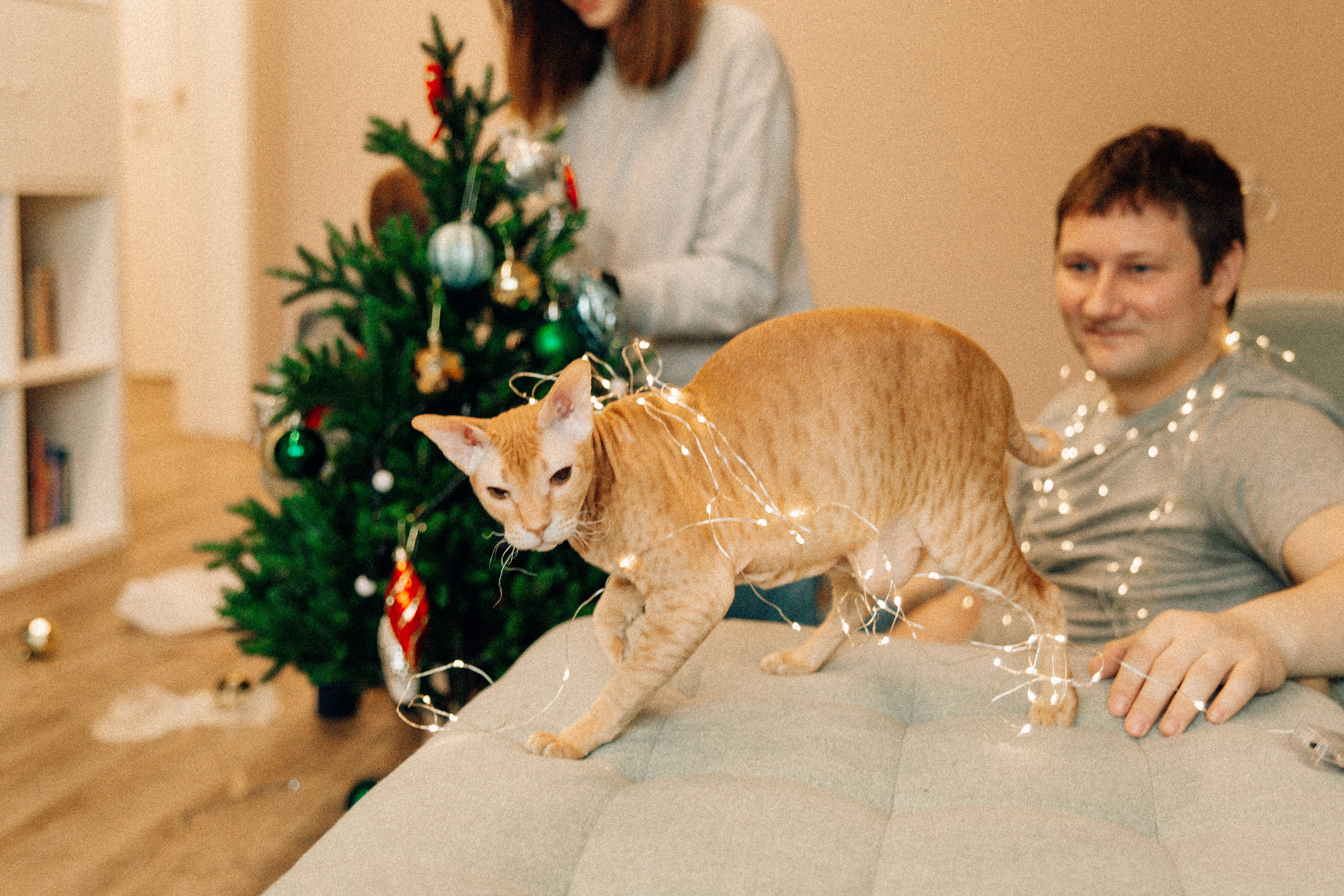 Аня Лёша Ростик и кот Маффин. Домашняя история с пряником и театром теней. Свадебный, семейный и женский фотограф в Москве Аникина Ольга