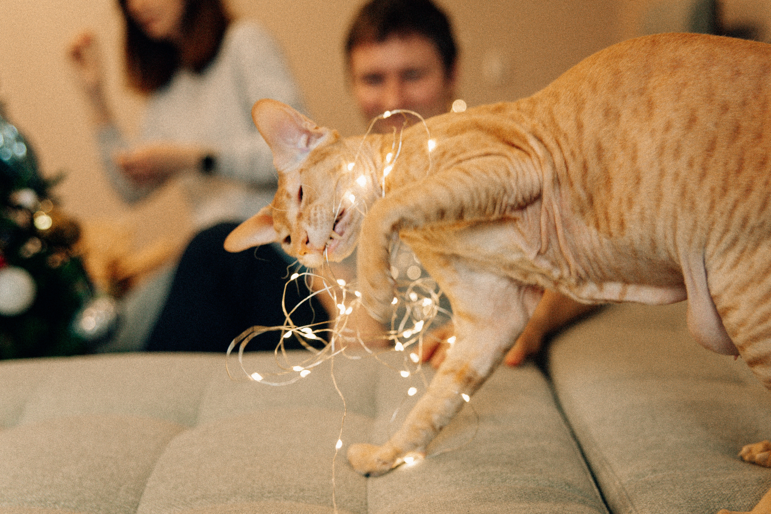 Аня Лёша Ростик и кот Маффин. Домашняя история с пряником и театром теней. Свадебный, семейный и женский фотограф в Москве Аникина Ольга