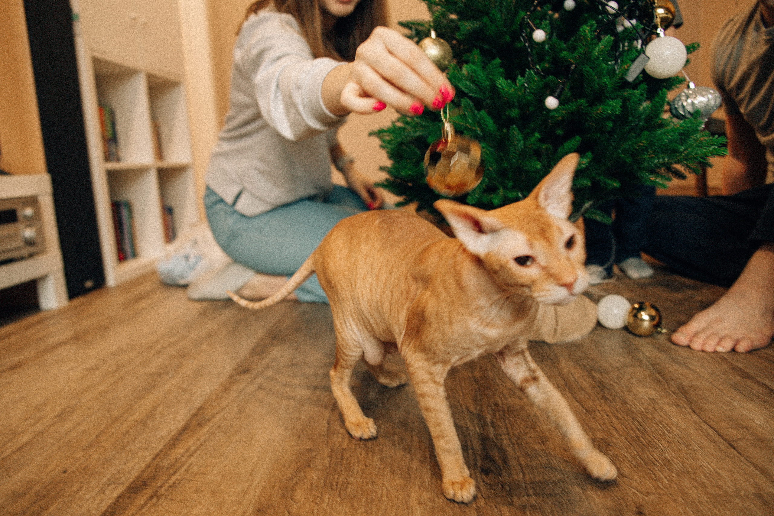 Аня Лёша Ростик и кот Маффин. Домашняя история с пряником и театром теней. Свадебный, семейный и женский фотограф в Москве Аникина Ольга