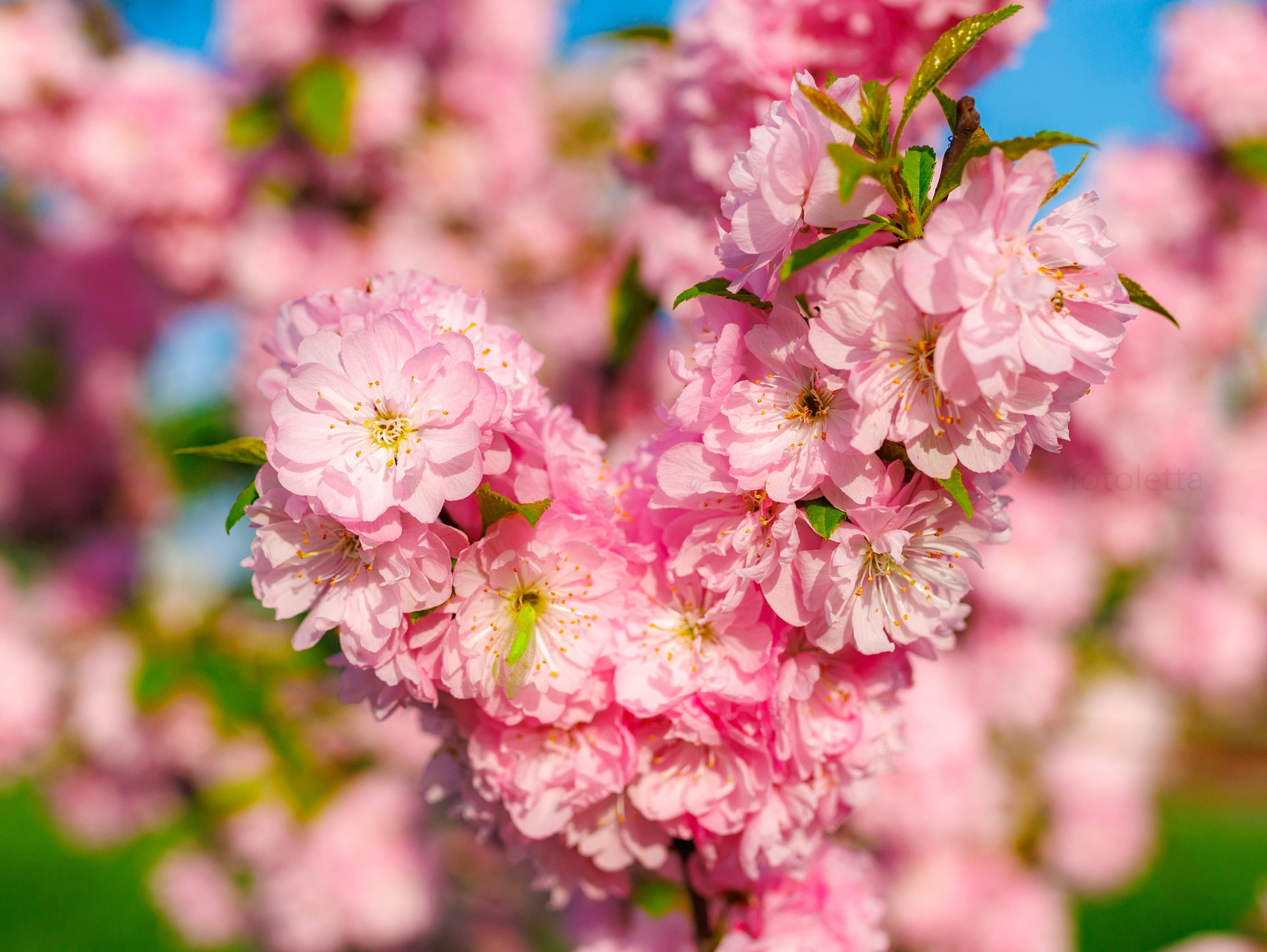 Фотографии природы Липецка. Свадебный и семейный фотограф Виолетта в Липецке