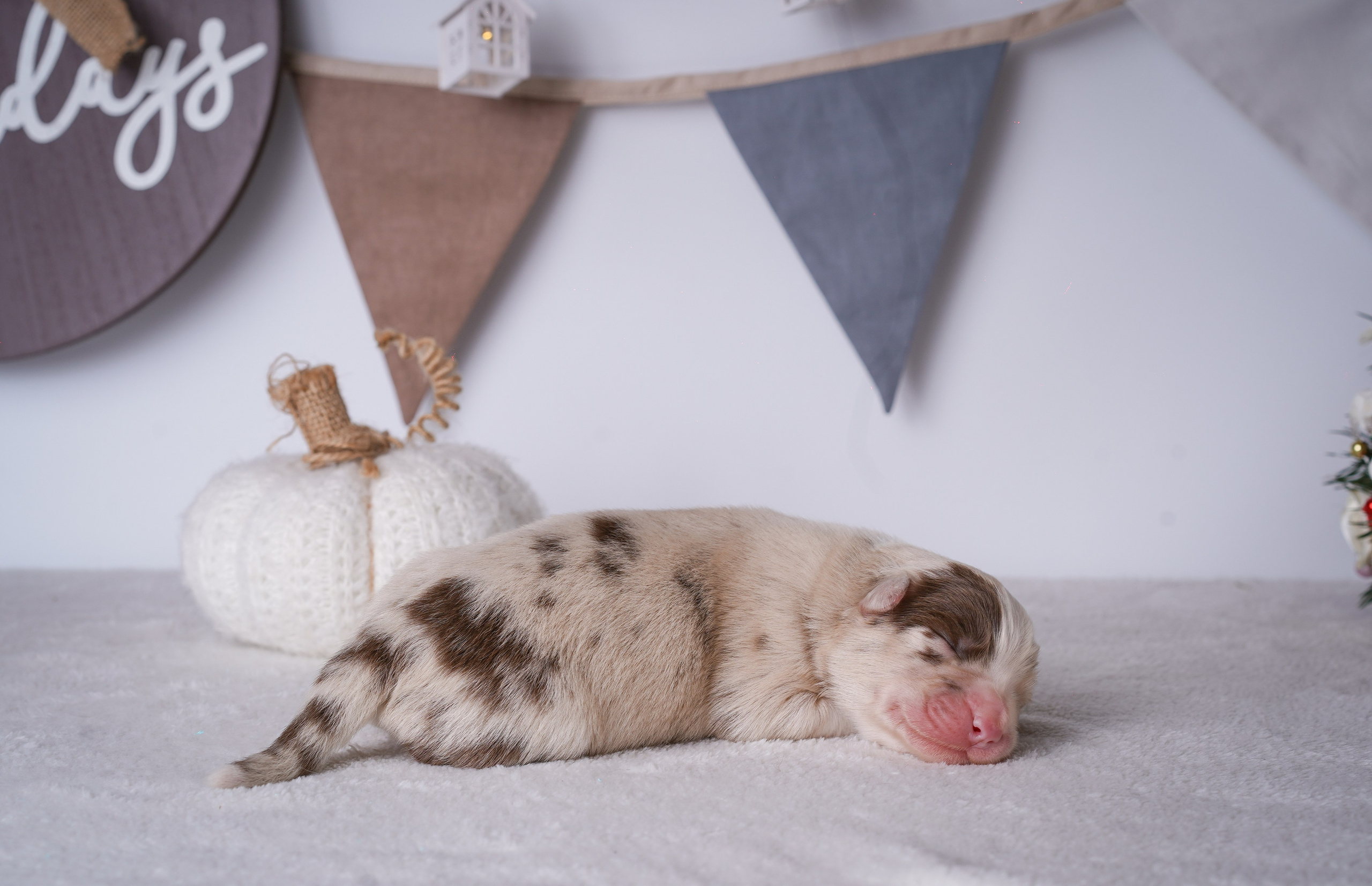 Щенули аусси. Фотограф-анималист в Санкт-Петербурге Яна Мартынова