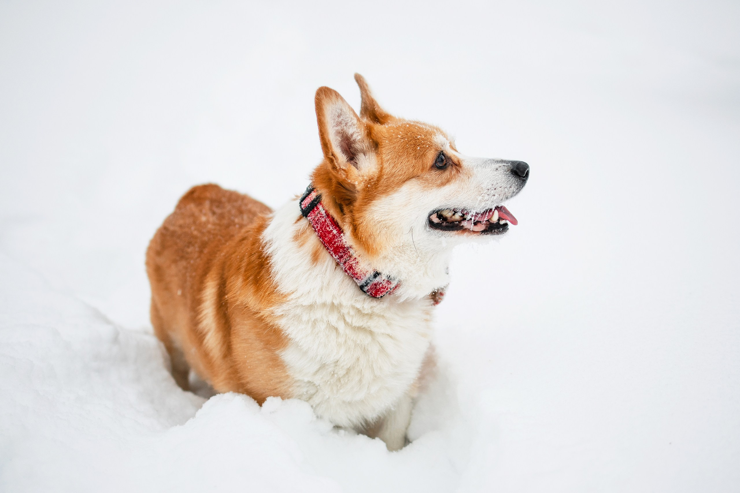 Бернард | Прогулка в снегу. Уютный фотограф в Москве Елена Бенчи