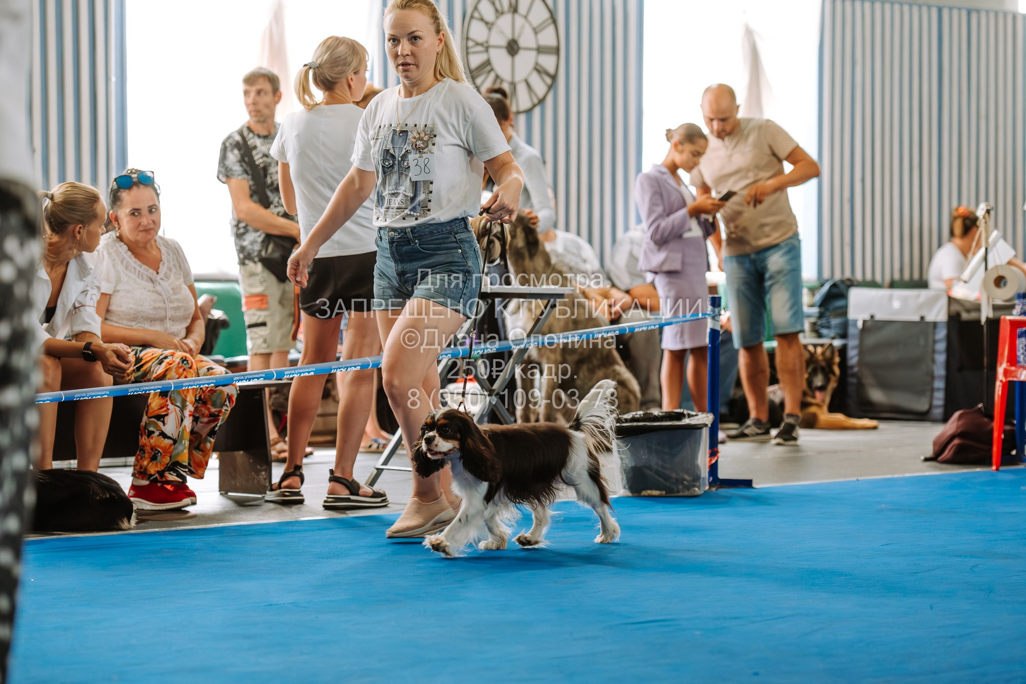 Национальная выставка собак всех пород ранга САС-IKU «Кубок Красноярск. Фотограф Диана Оленина Красноярск / Братск