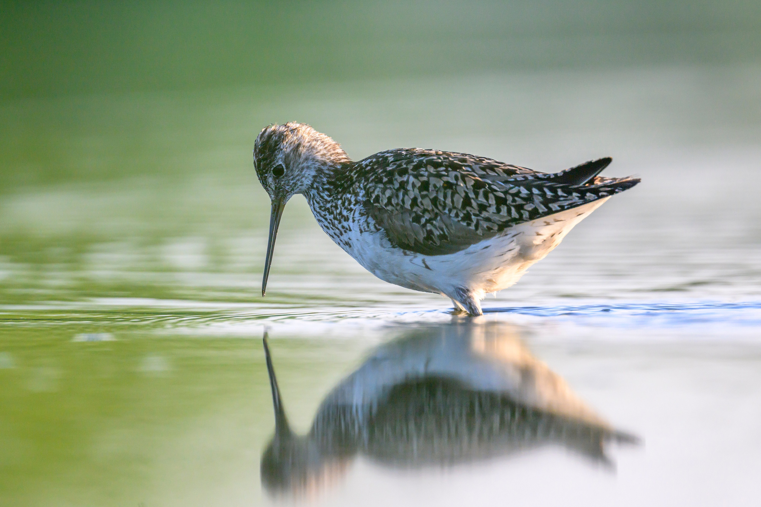 Птенец трясогузки, поручейник и фифи. Wildlife photography by Sergey Puponin