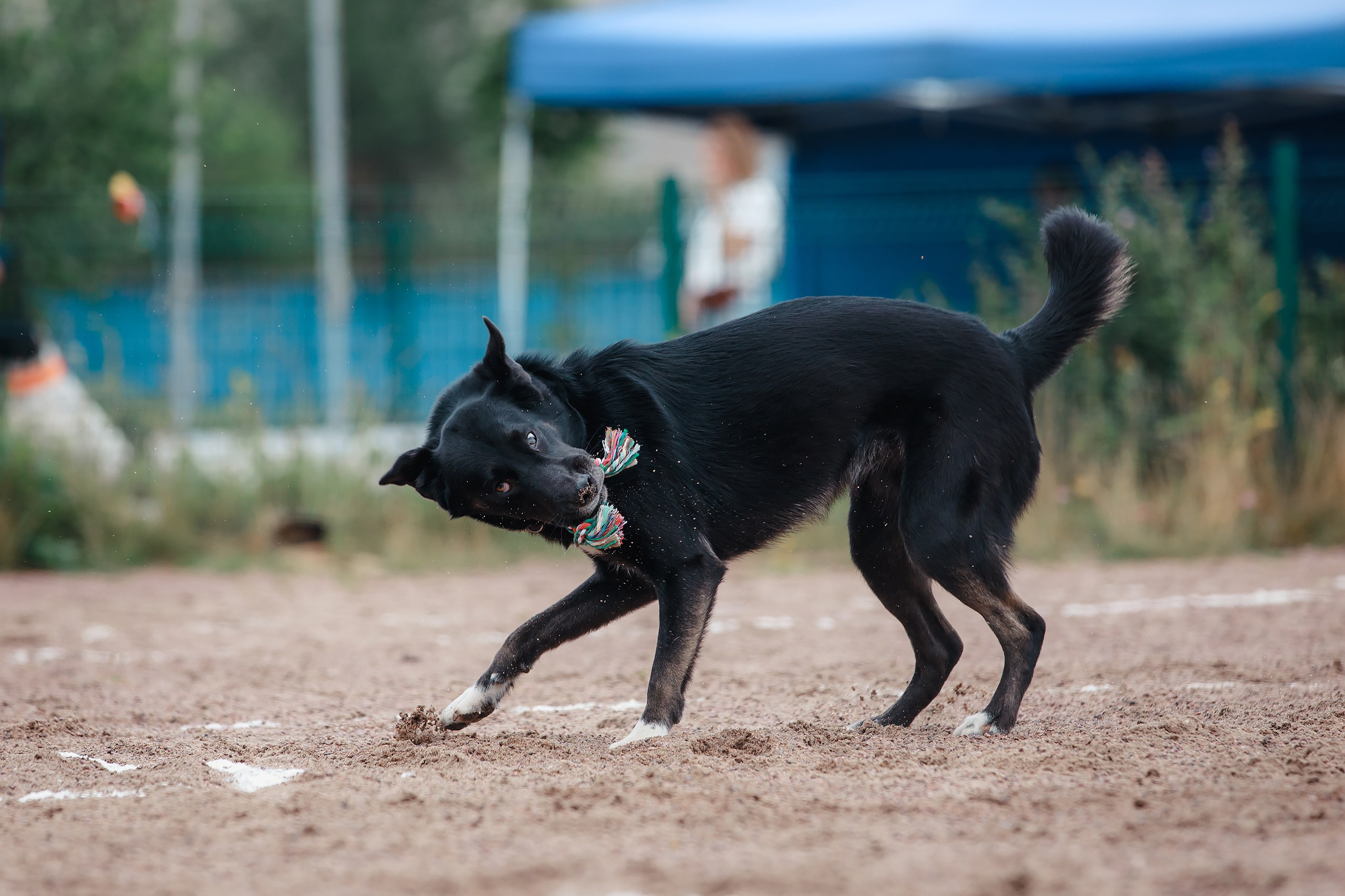 Питч&Гоу + веселые старты. Фотограф-анималист Mary Mart — Москва, Питер