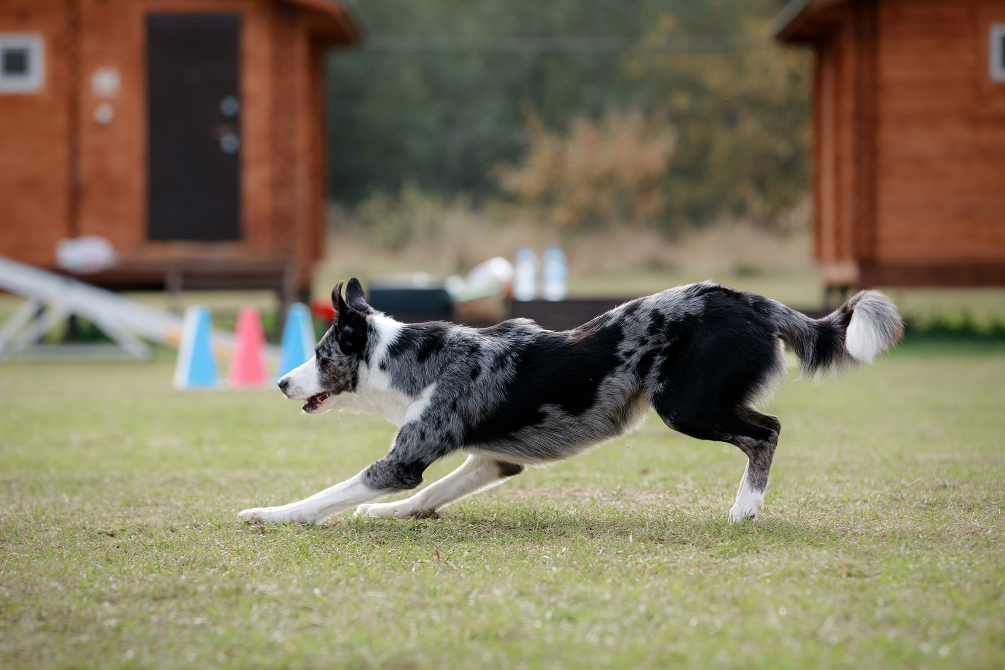 Лагерь по ОБД с Инной Баженовой. Фотограф-анималист Mary Mart — Москва, Питер