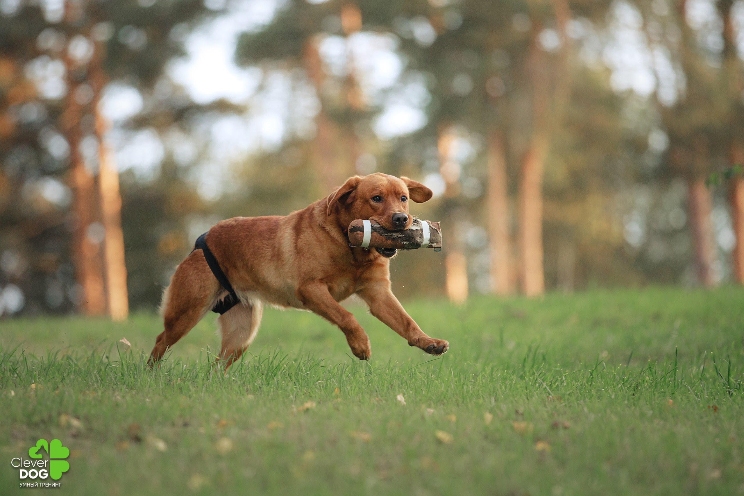 Кинологический лагерь CleverDog, 2024. Фотограф-анималист Mary Mart — Москва, Питер