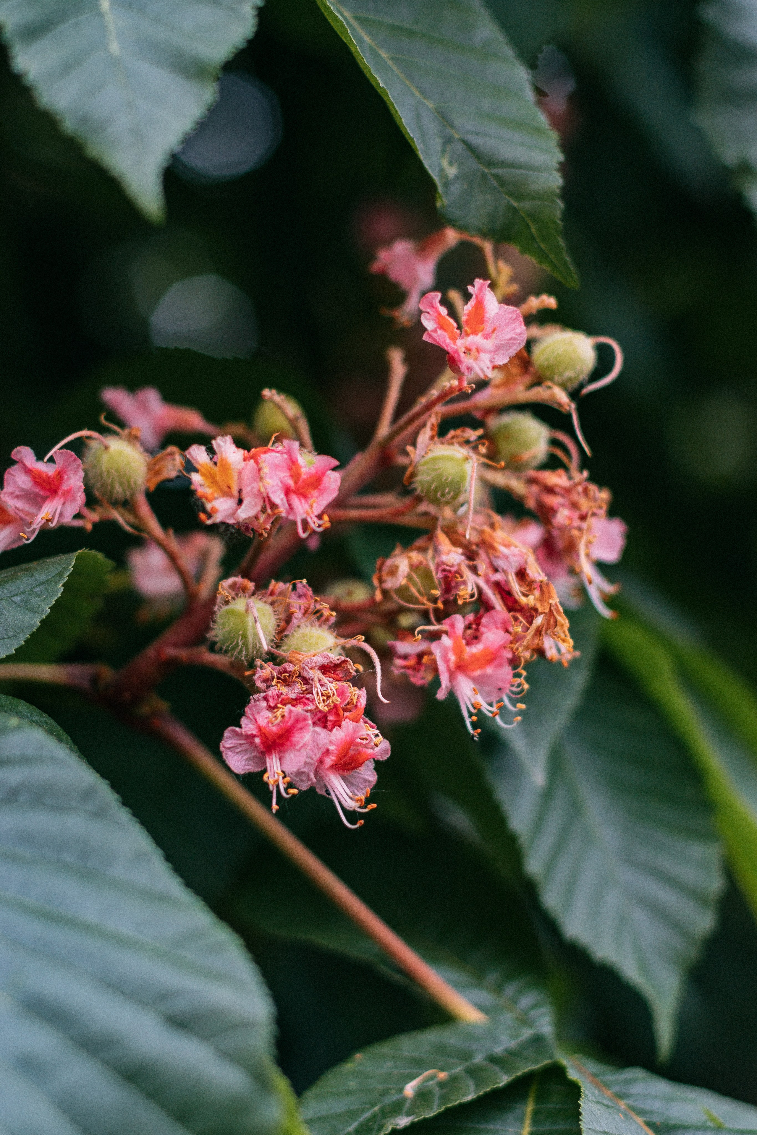 Будапешт. Аня Степанова