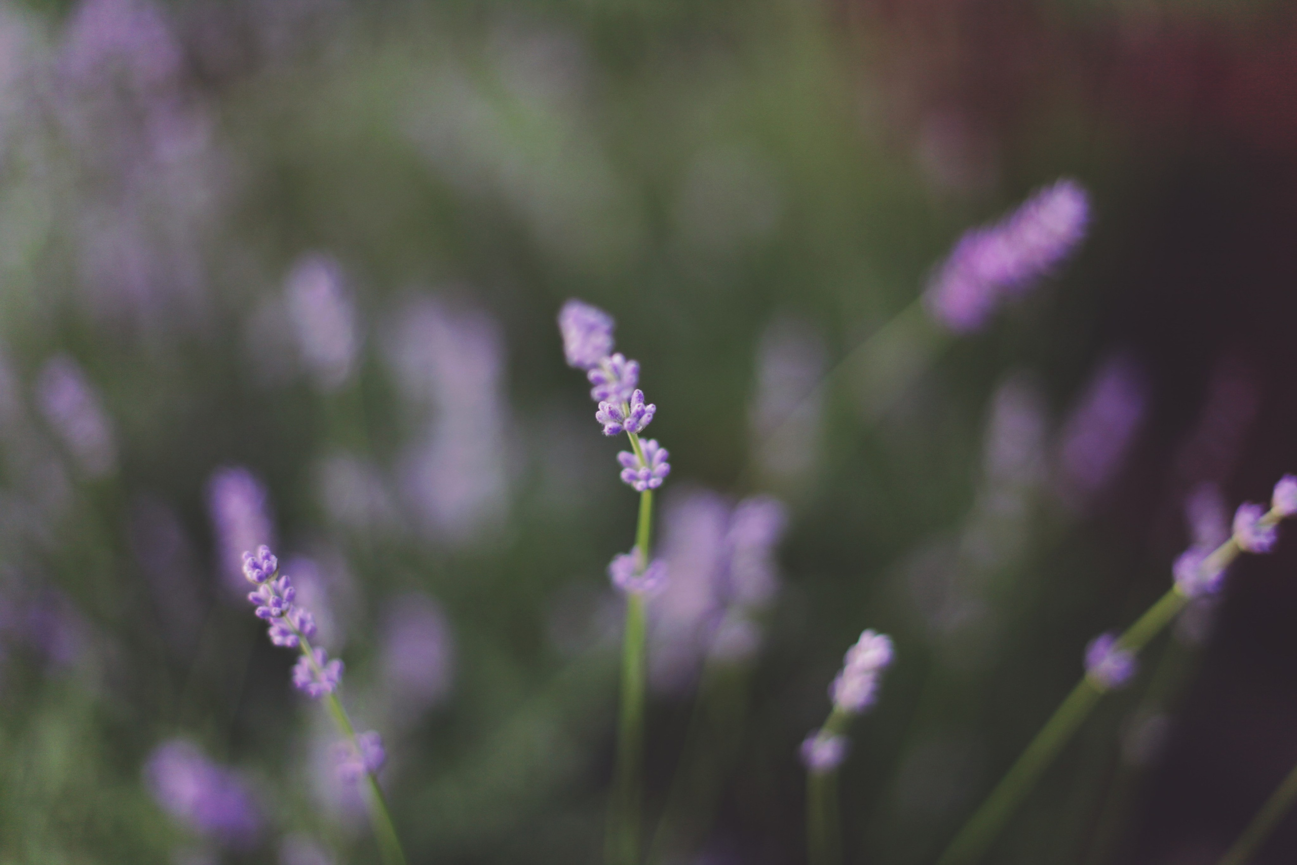 Болгария. Аня Степанова