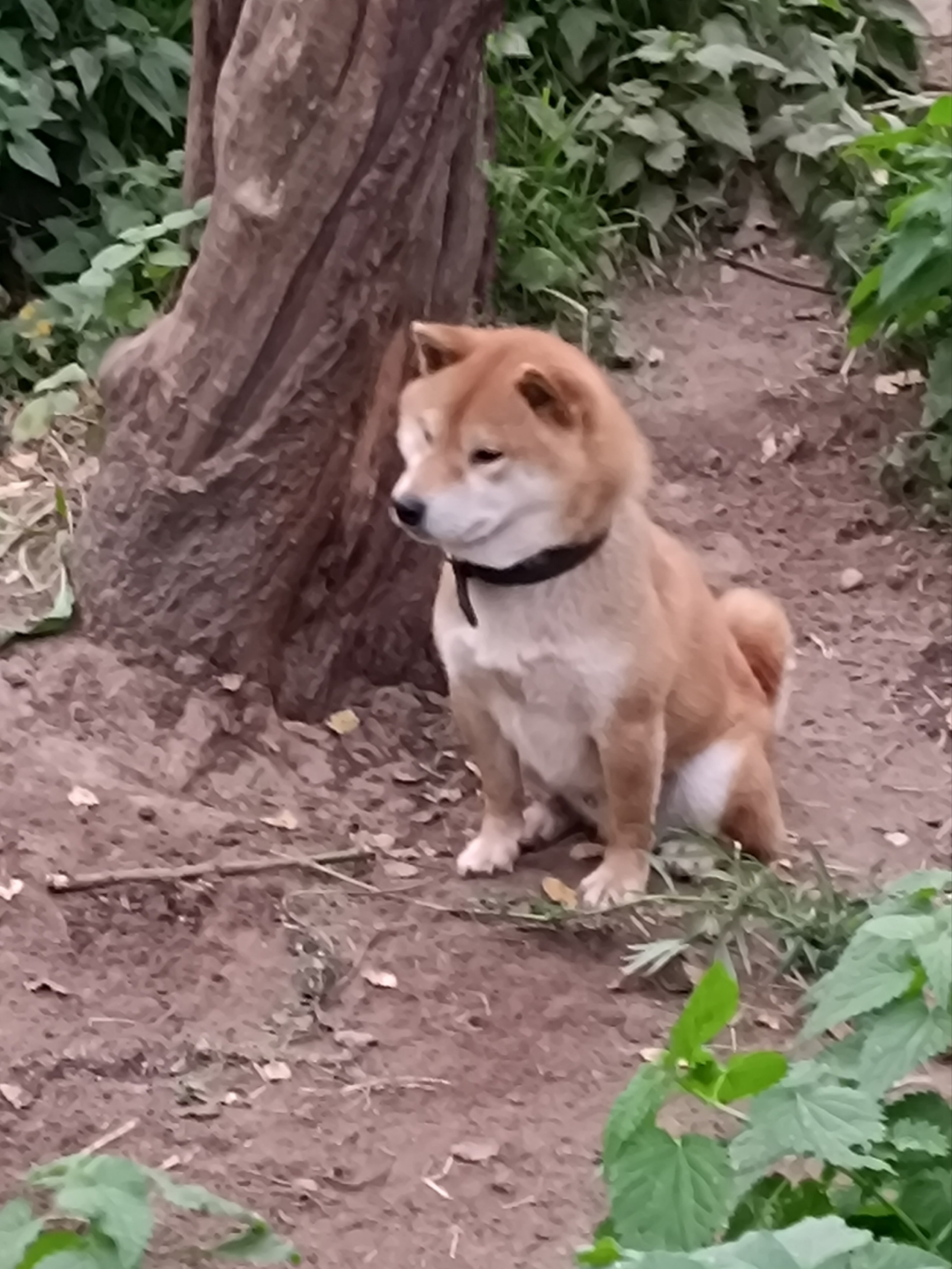 Кобель для вязки сиба Санкт-Петербург питомник Рубилайт Rubylight Тор * Exceligmos Victor сиба щенки