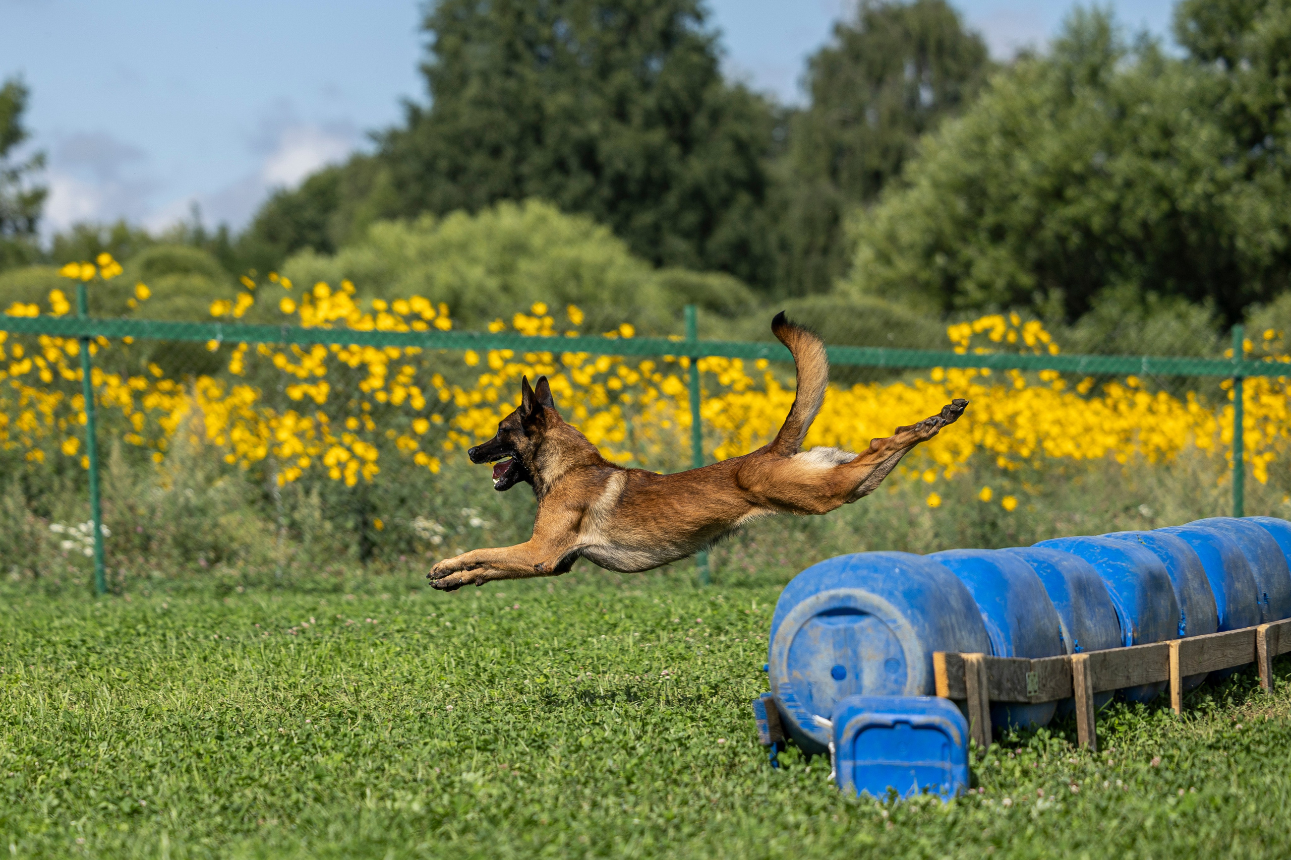 Соревнования по Мондьорингу г. Вологда 10-11.08.2024. Фотограф-анималист Анна Маринич