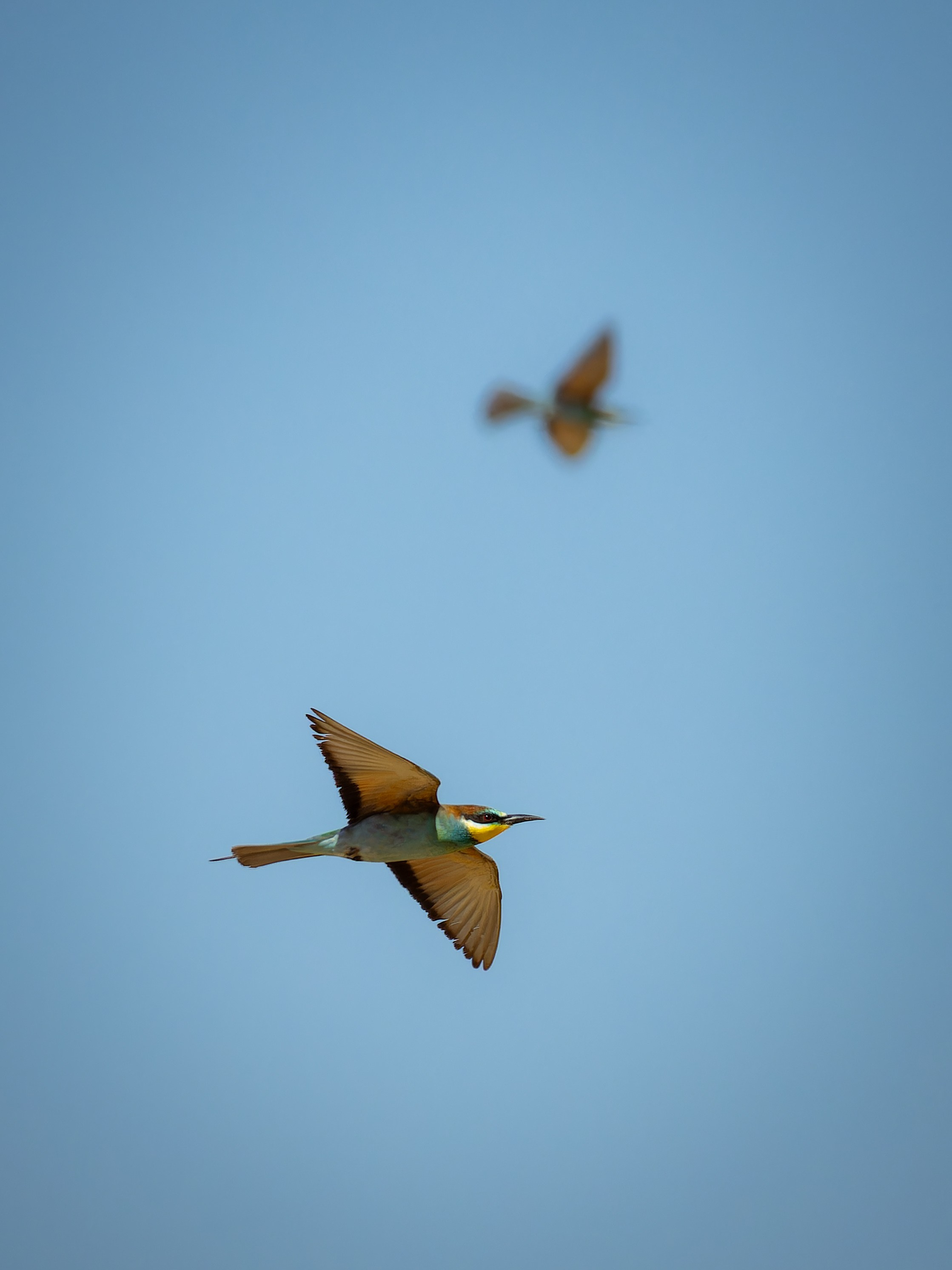 Cyprus 2023. Anton Chernov | Wildlife photographer