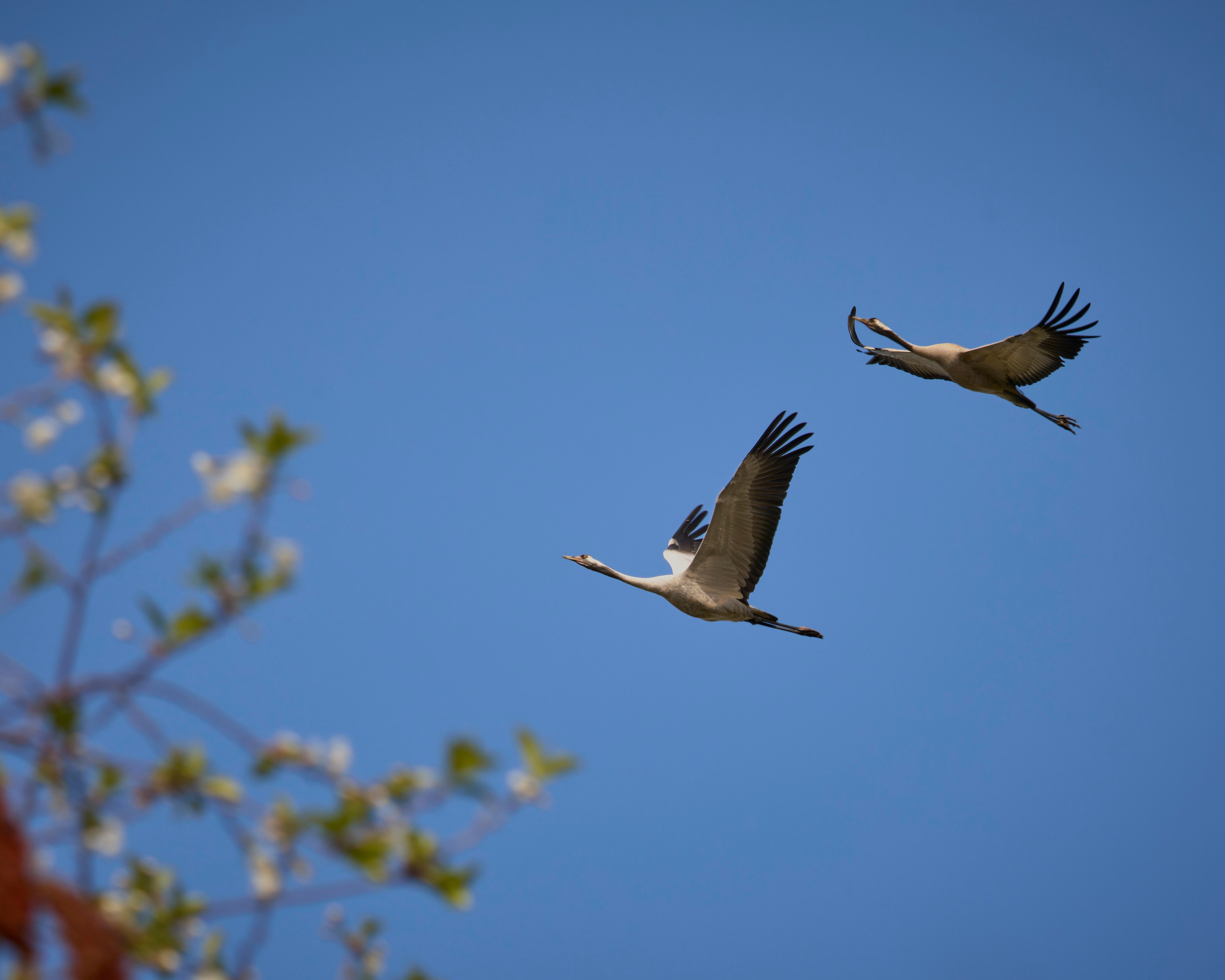 Lipetsk 2024. Anton Chernov | Wildlife photographer