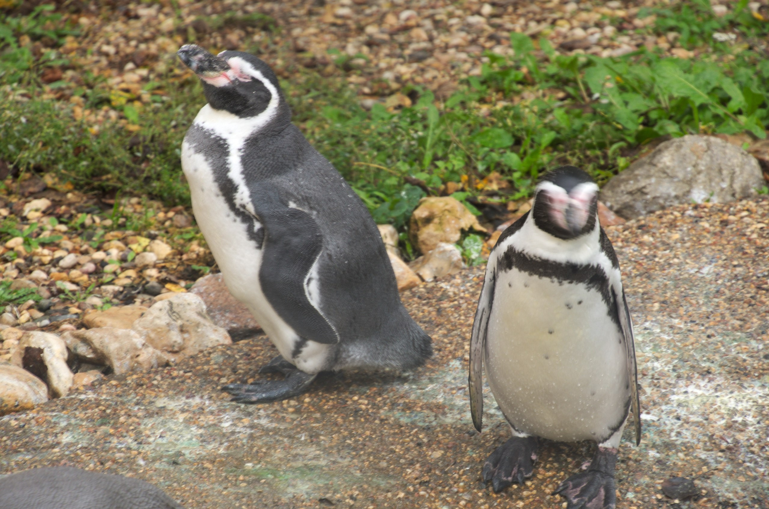 Боровск и парк птиц «Воробьи» | 17.09.2017. Галерея Фантим